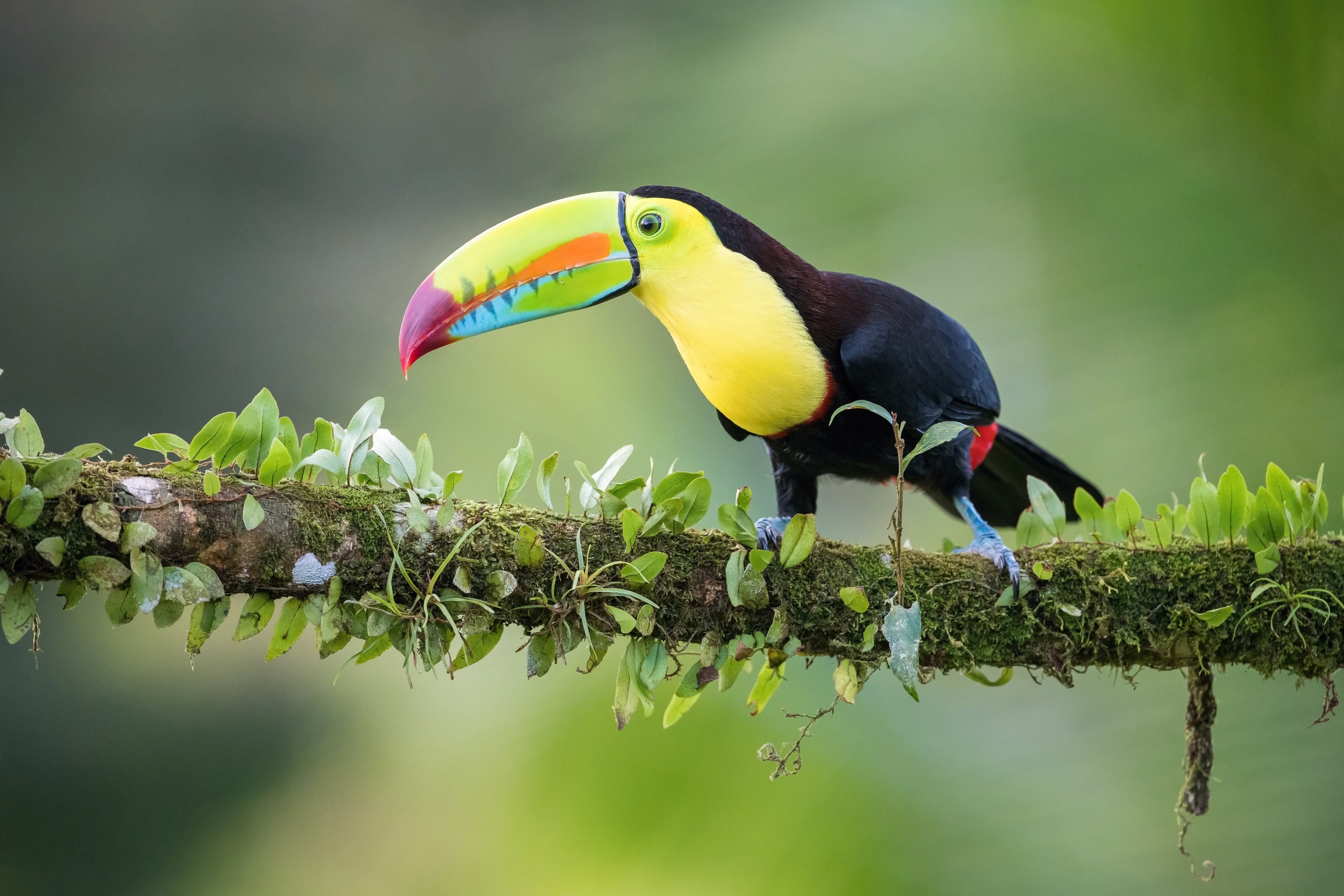 Artistic wallpaper, Bird perched on branch, Nature's masterpiece, Stunning image, 2500x1670 HD Desktop