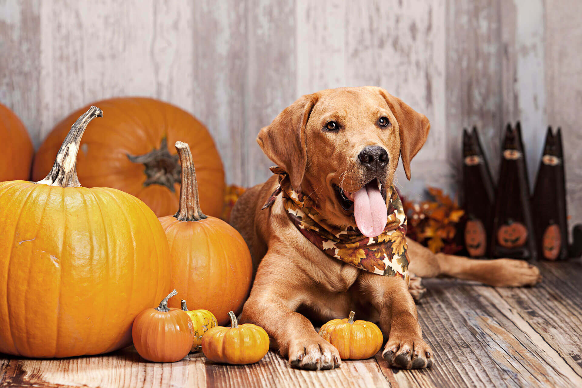 Labrador, Halloween Pets Wallpaper, 1920x1280 HD Desktop