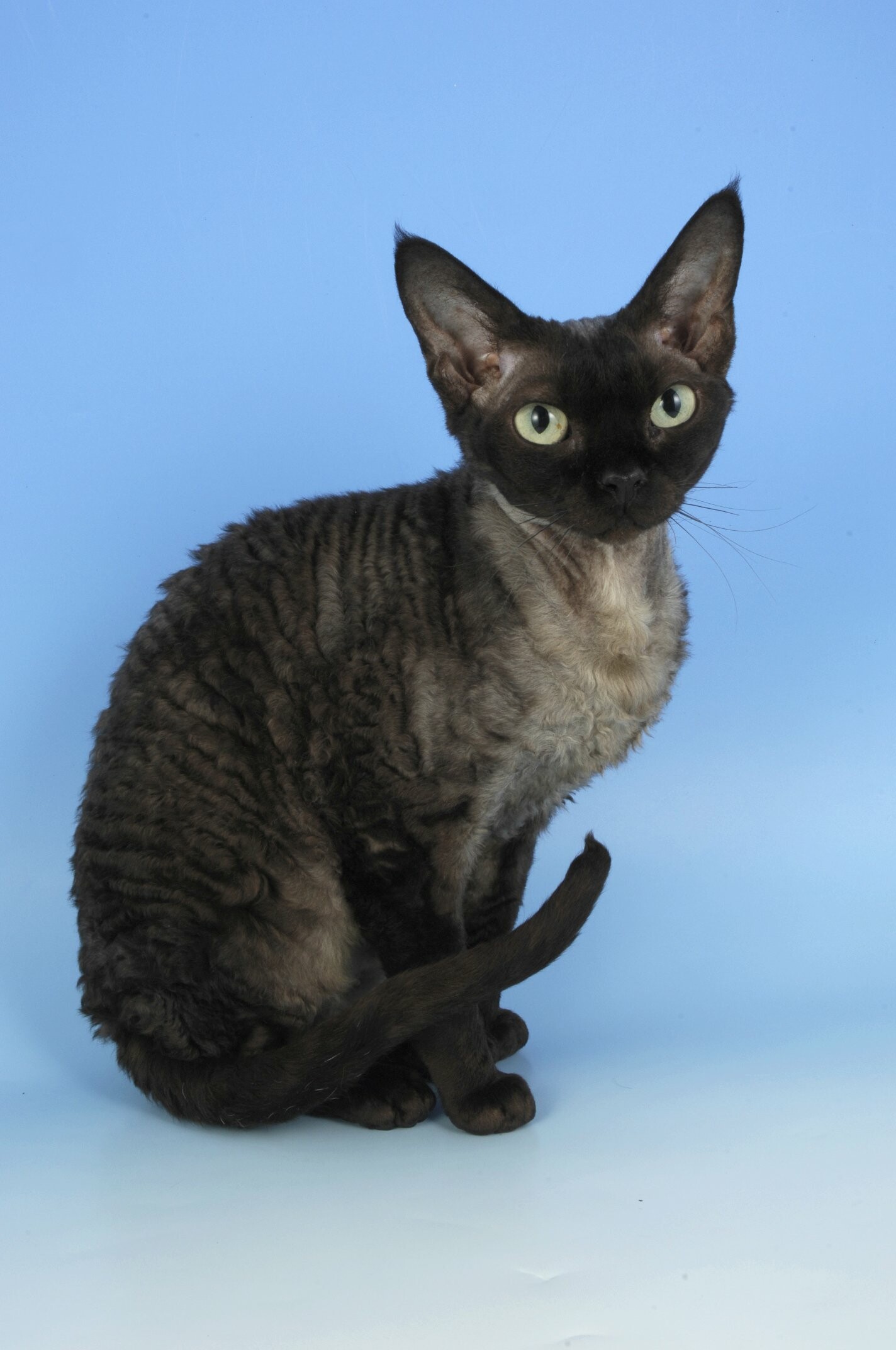 Blue smoke, Devon Rex Wallpaper, 1430x2150 HD Phone