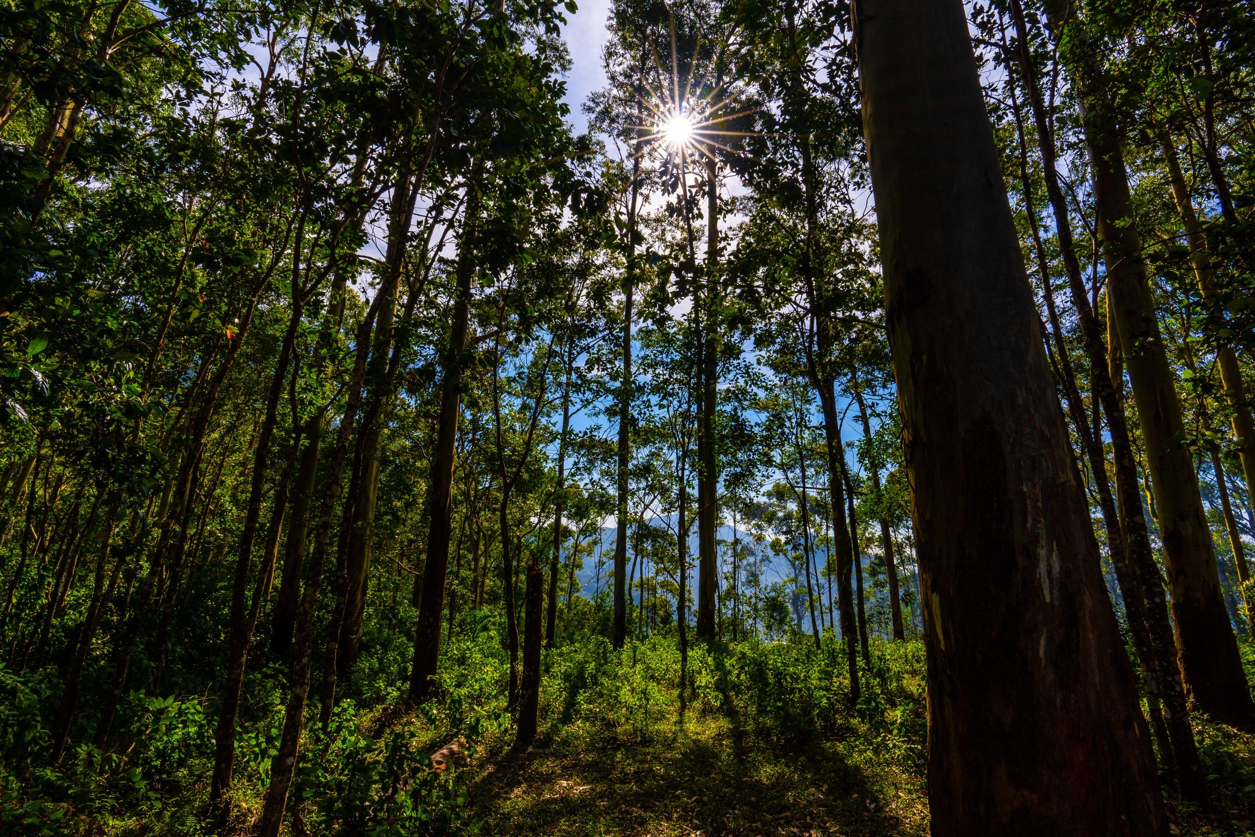 sunburst through tree canopy, tall forest tree trunks, dense green woodland undergrowth, HD Desktop wallpaper