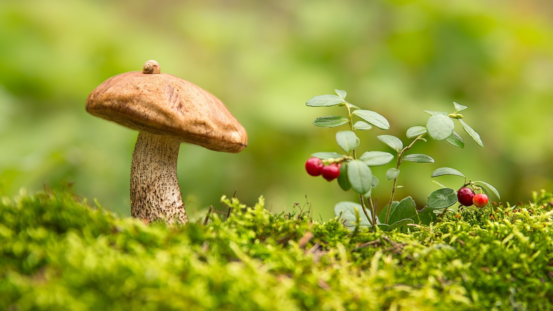 Macro mushroom photography, Mossy environment, Berry accents, Visual delight, 1920x1080 Full HD Desktop