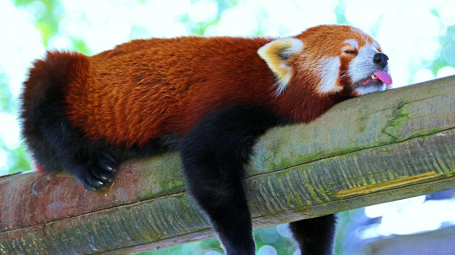 4K Ultra HD red panda wallpapers, Stunning visuals, High-resolution backgrounds, Nature's wonders, 1920x1080 Full HD Desktop