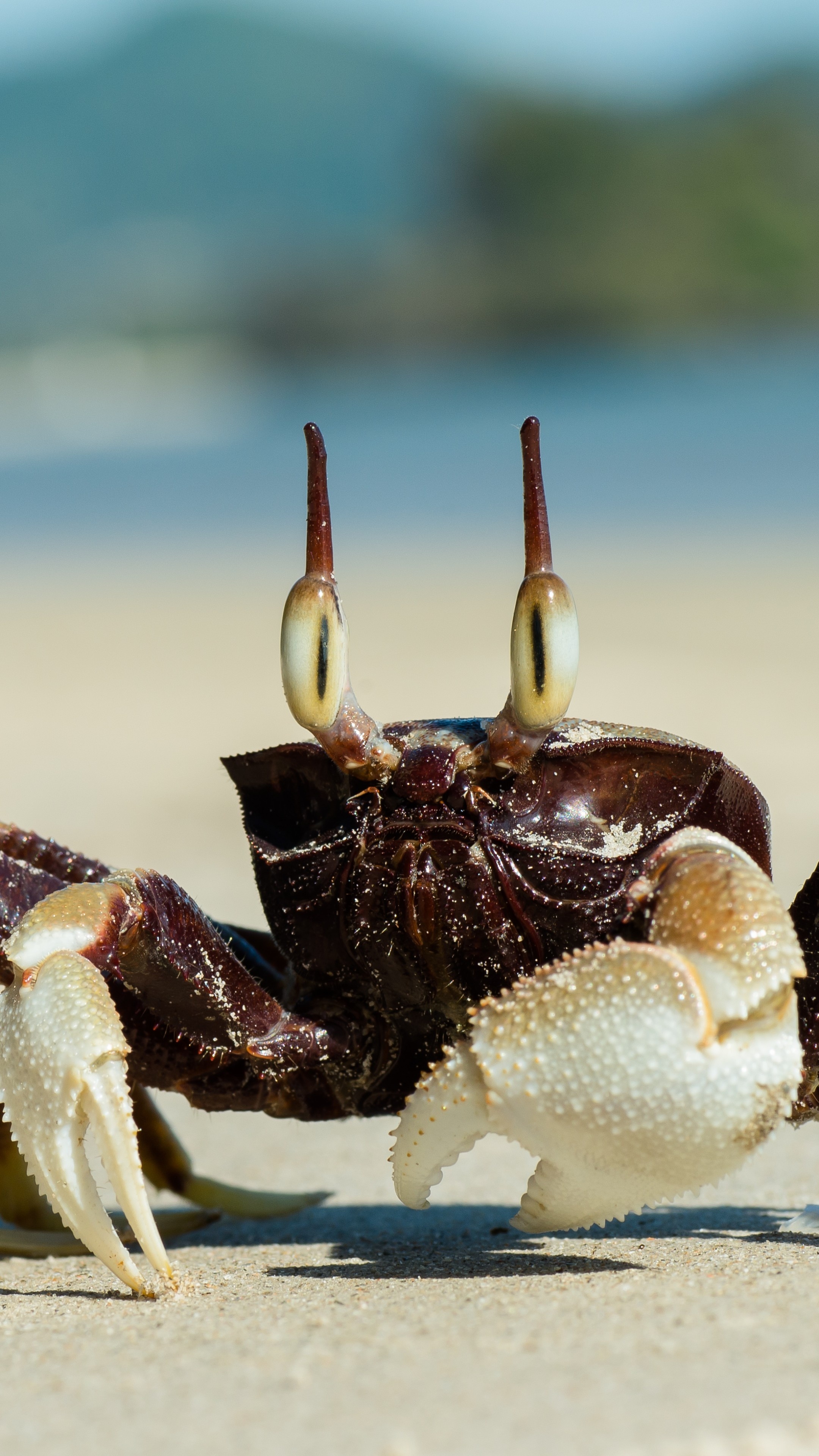 Ghost crab by the beach, Cloudy atmosphere, Captivating animals, Coastal scenery, 2160x3840 4K Phone