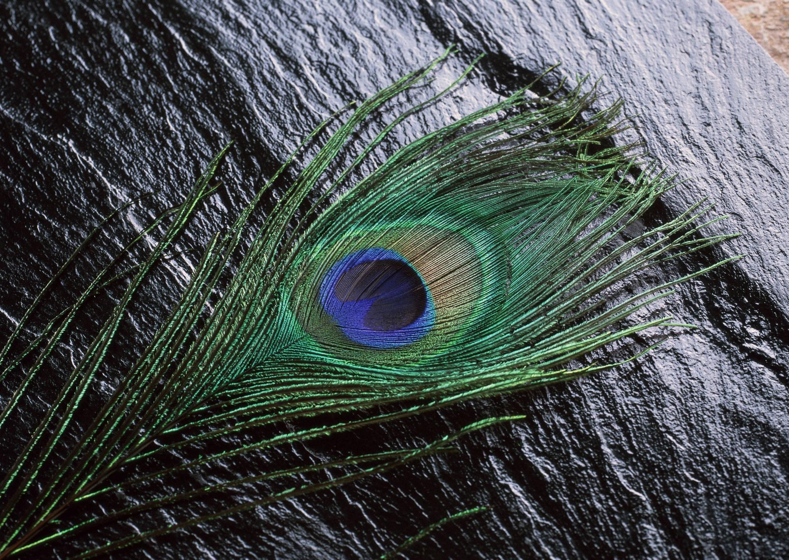 Iridescent peacock feather, Peacock feather eyespot, Black slate stone surface, HD Desktop wallpaper
