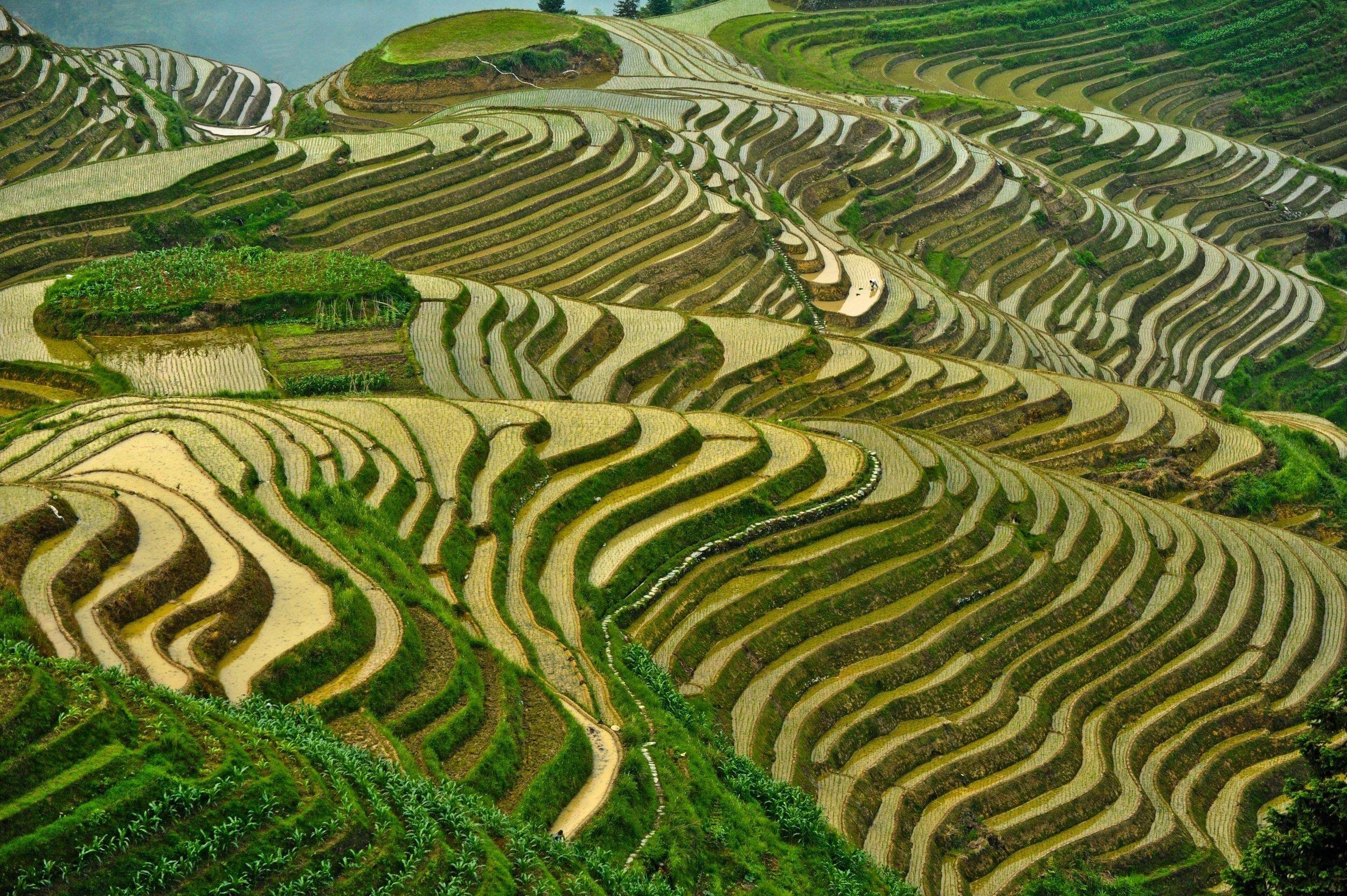 Rice fields, Nature's wonders, HD nature wallpapers, Mary G. Stewart, 2500x1670 HD Desktop