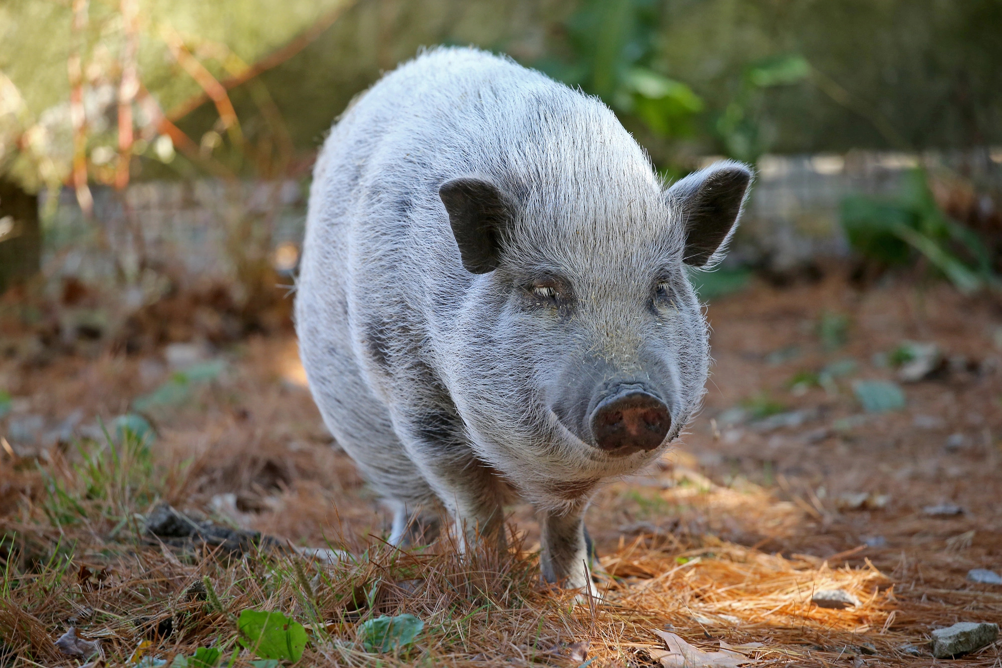 Sweet scared piggy, Forever home plea, Adorable snouts, Hopeful oinks, 2000x1340 HD Desktop