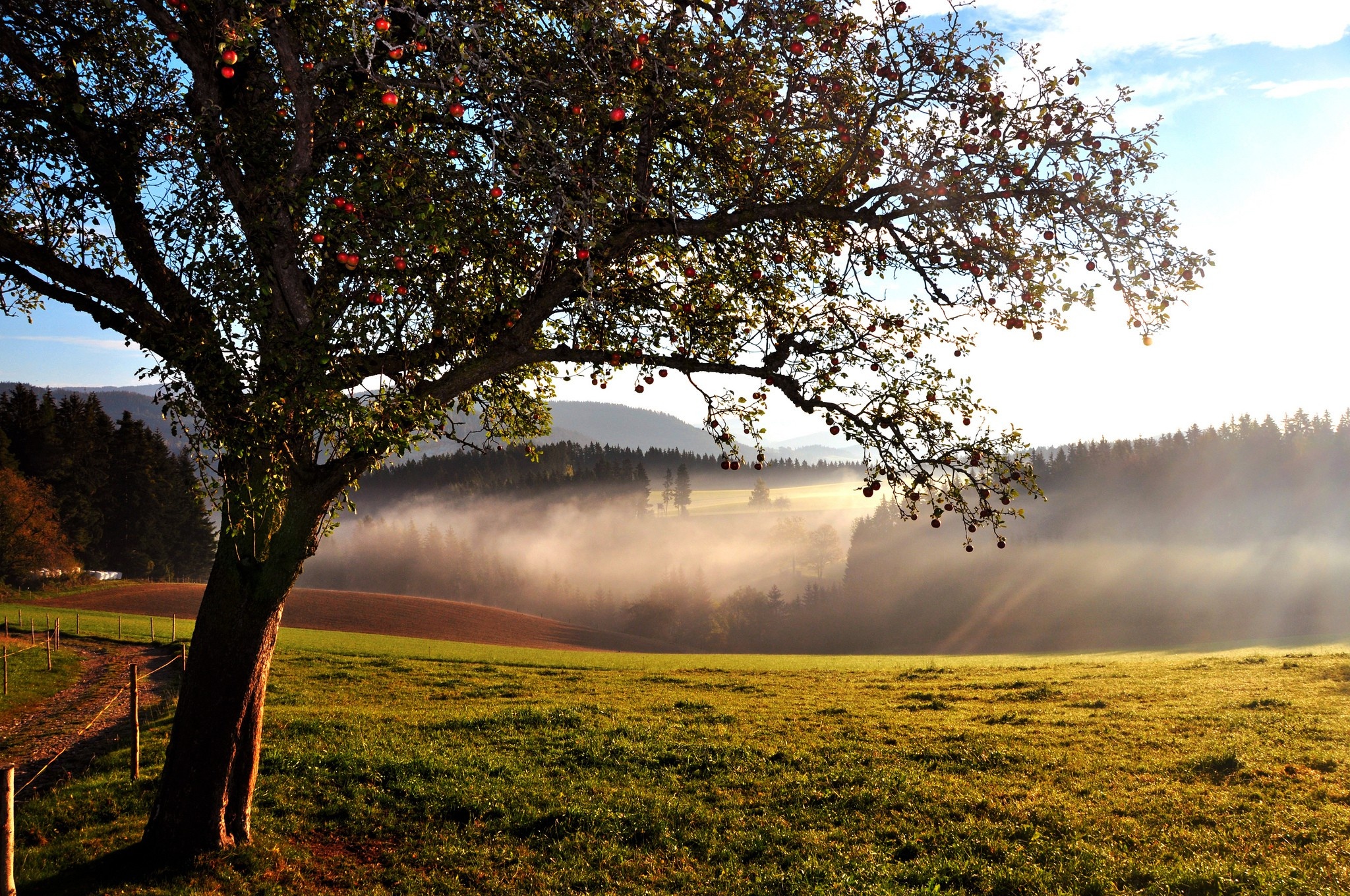 Apple tree wallpaper, Nature and landscape, Nature's masterpiece, Captivating view, 2050x1360 HD Desktop