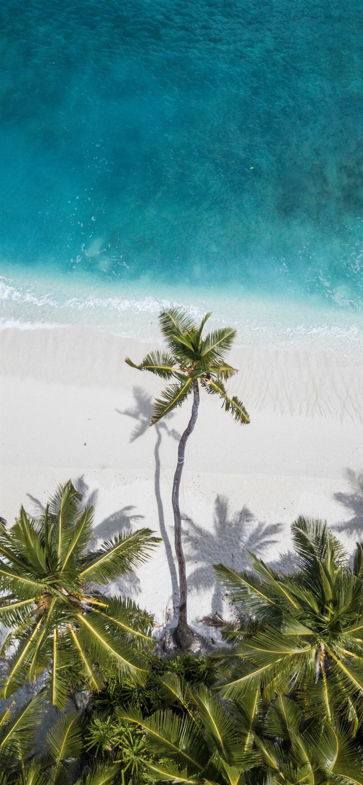 Aerial view, Palm Trees Wallpaper, 1170x2540 HD Phone