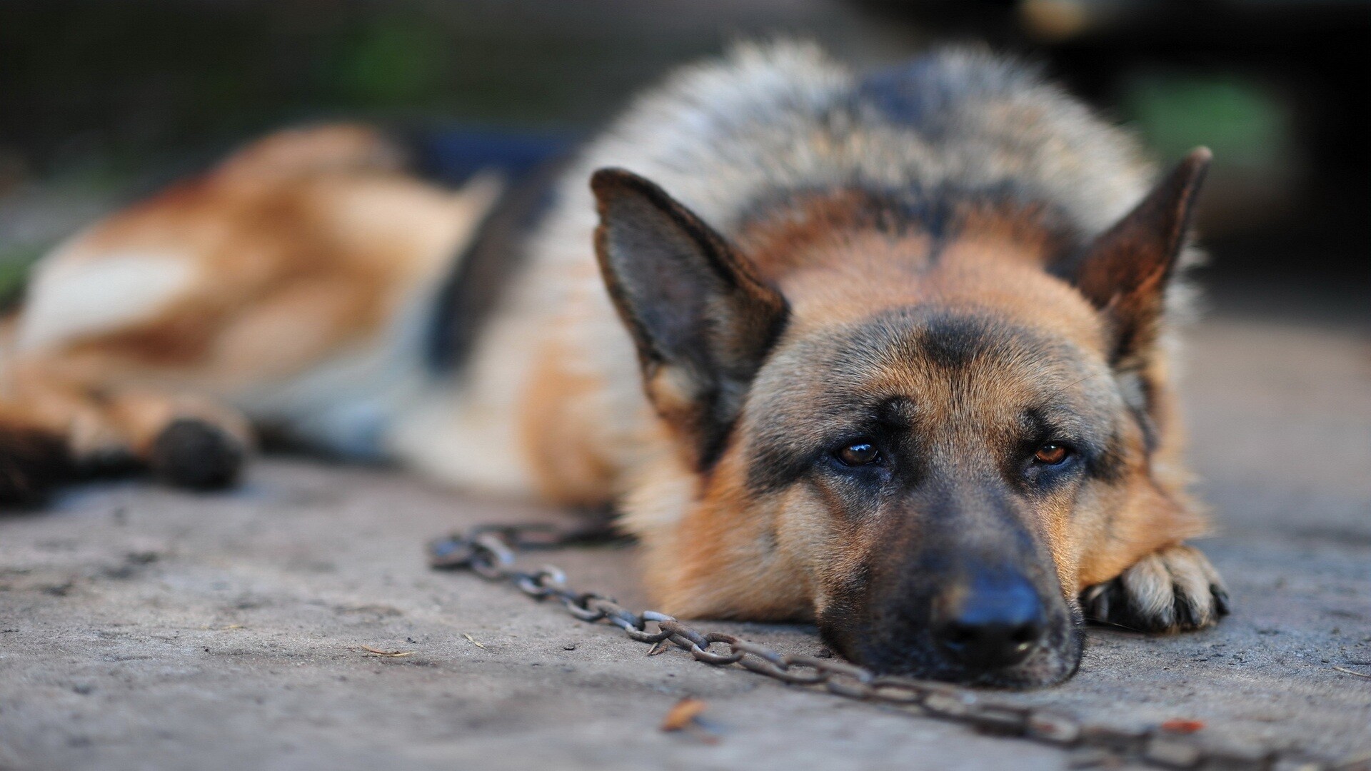 German Shepherd, John Sellers, Expert, 1920x1080 Full HD Desktop