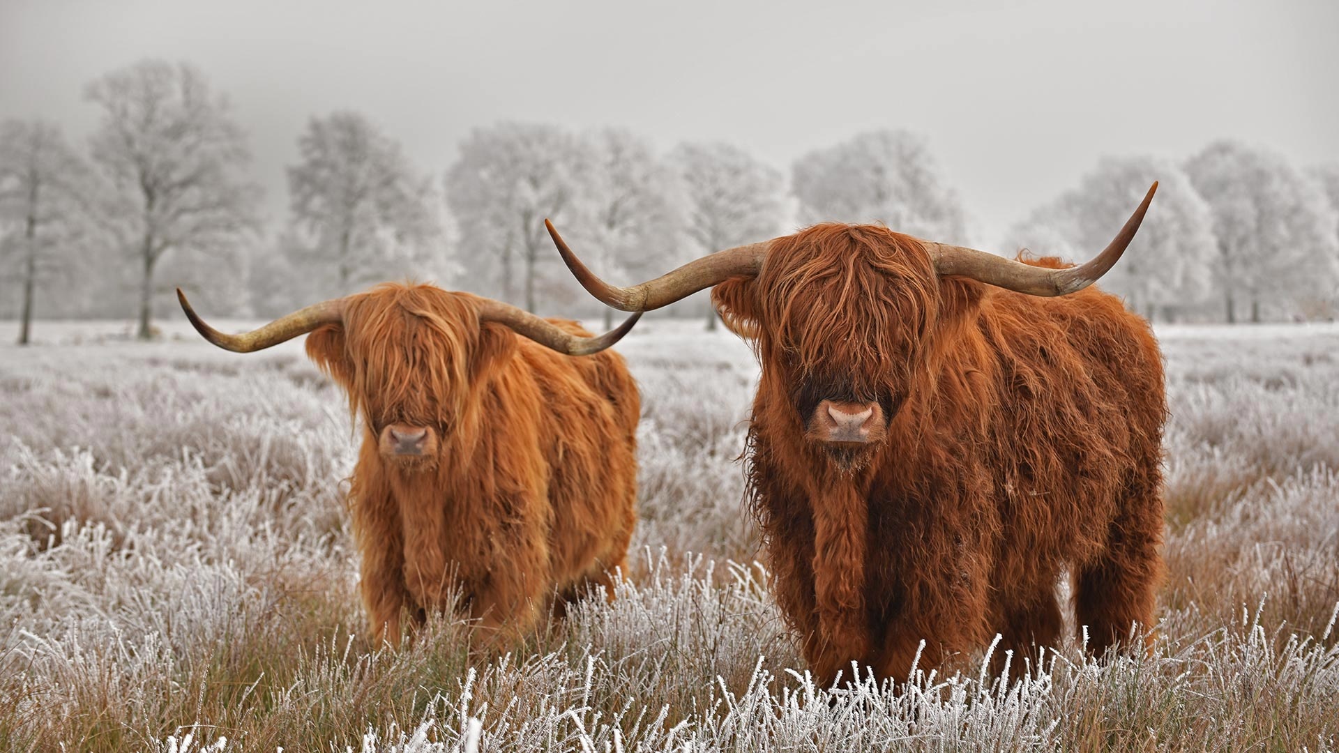 Cow wallpapers, Pastoral animals, Domesticated livestock, Stunning, 1920x1080 Full HD Desktop