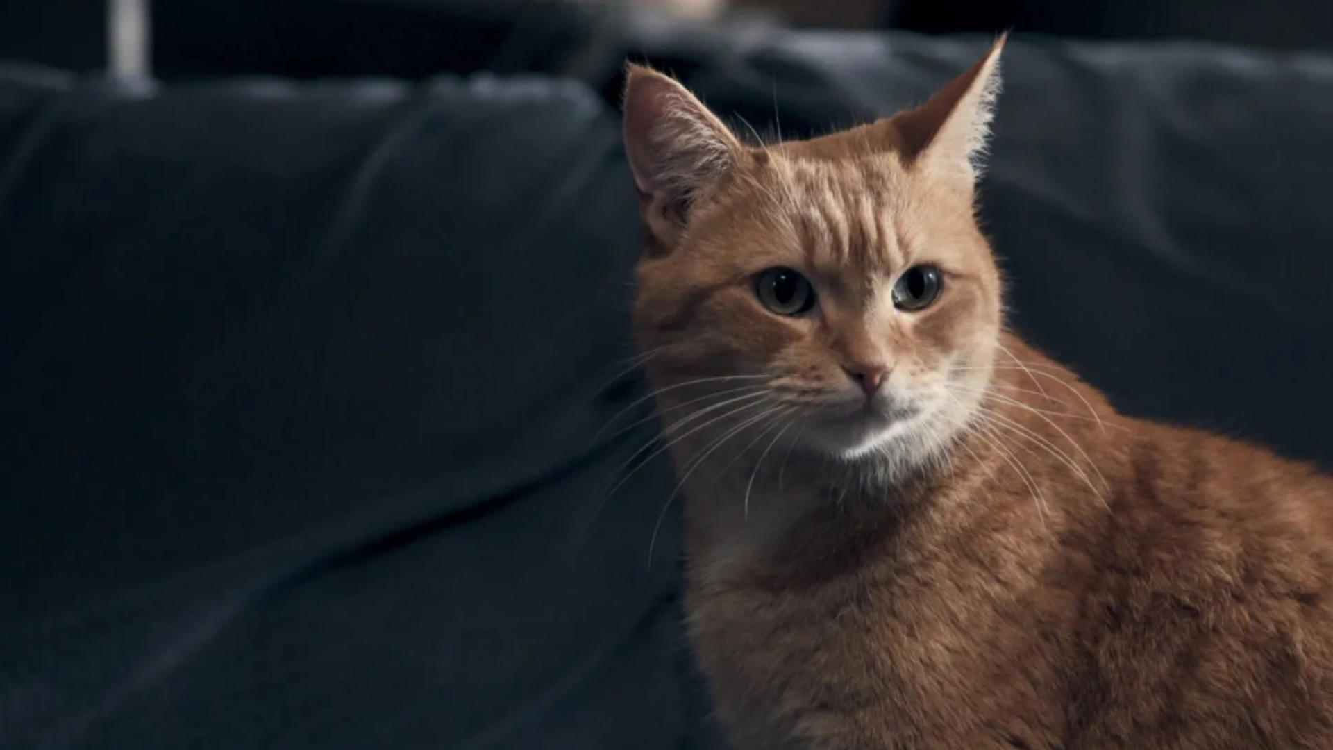 Street Cat Bob Blu-ray review, Movies, Bob the cat, Movie review, 1920x1080 Full HD Desktop