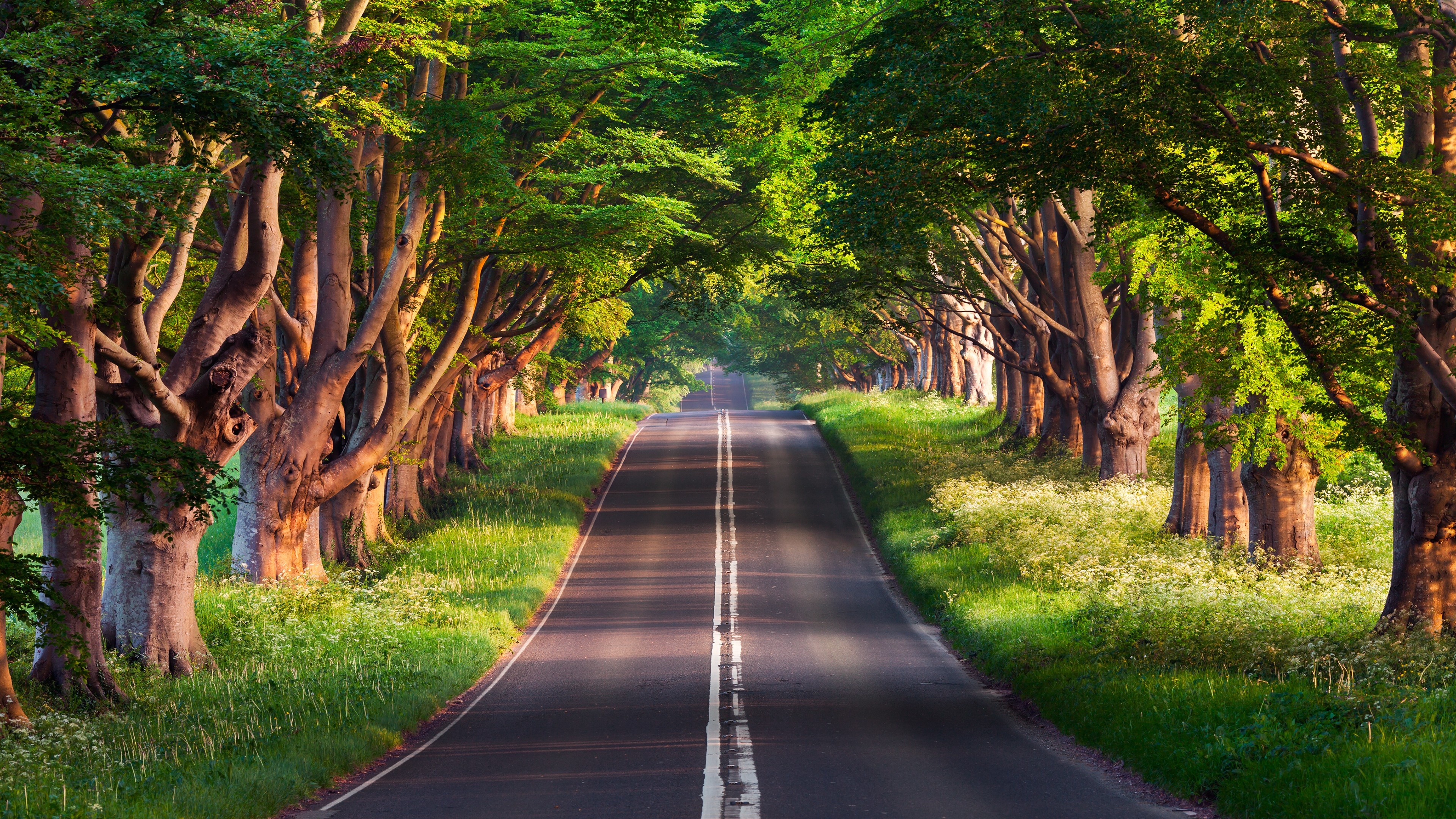 Kingston Lacy beech avenue, straight asphalt country road, lush green tree canopy, 4K Desktop wallpaper