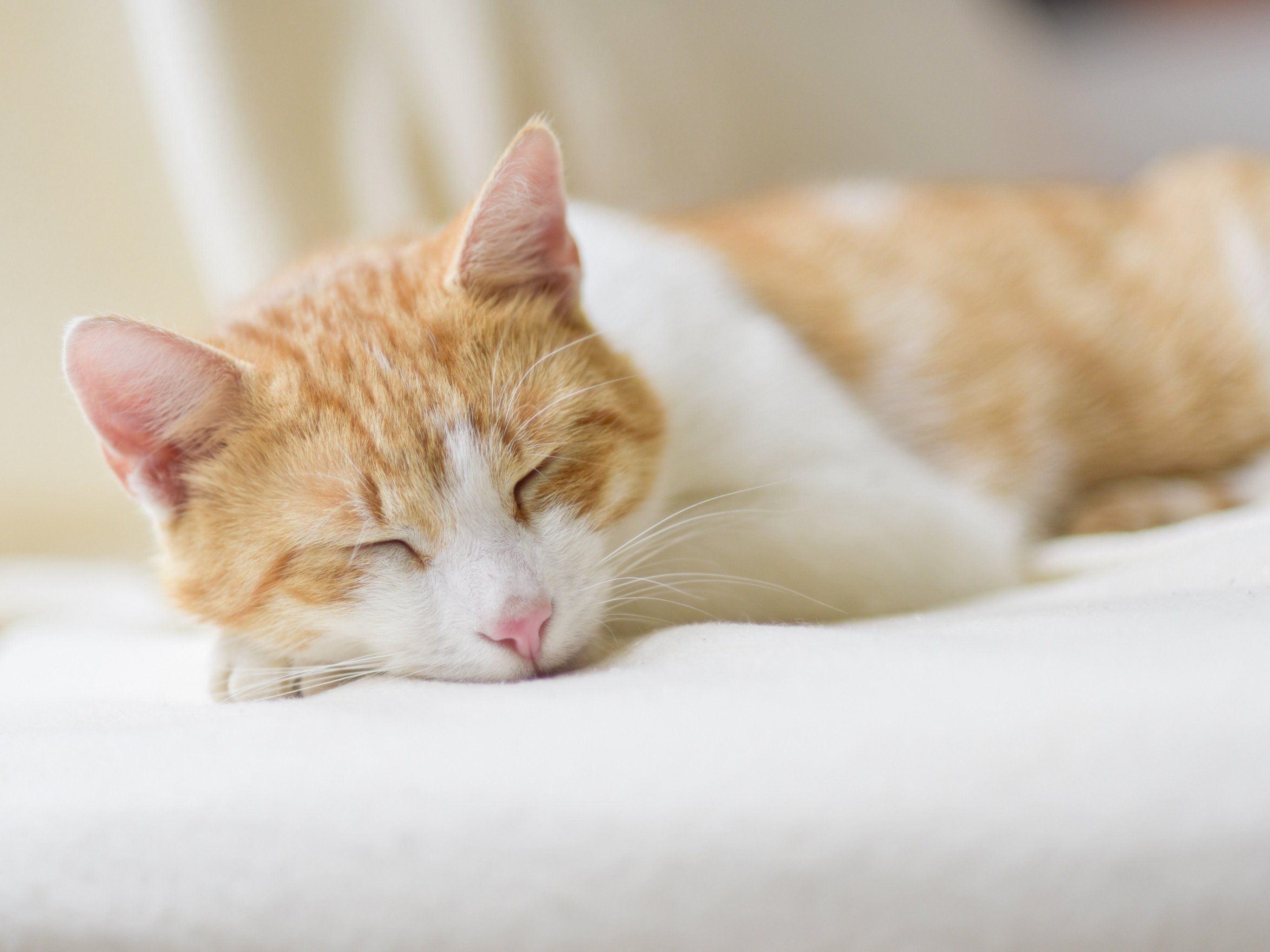 sleeping orange white cat, domestic shorthair cat, white bed blanket, HD Desktop wallpaper