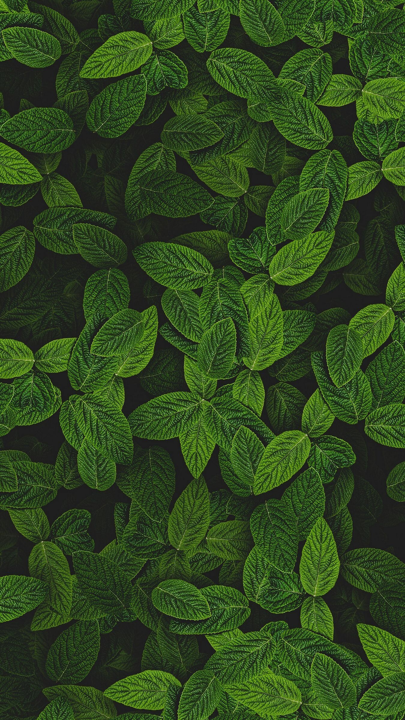 Mint, Leaf Wallpaper, 1350x2400 HD Phone