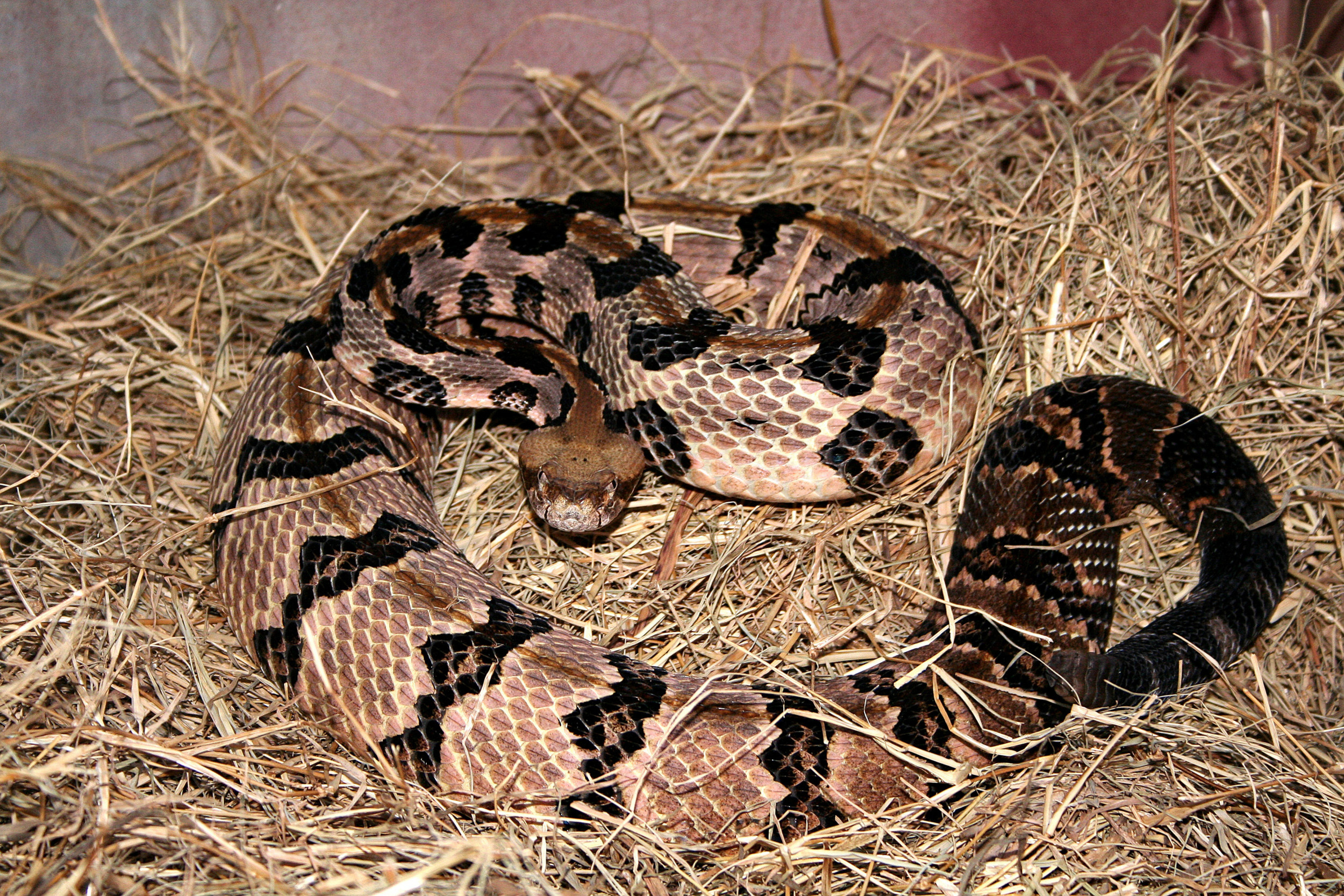 Baby timber rattlesnake, Arizona native, Long-distance traveler, Unique adaptation, 2500x1670 HD Desktop