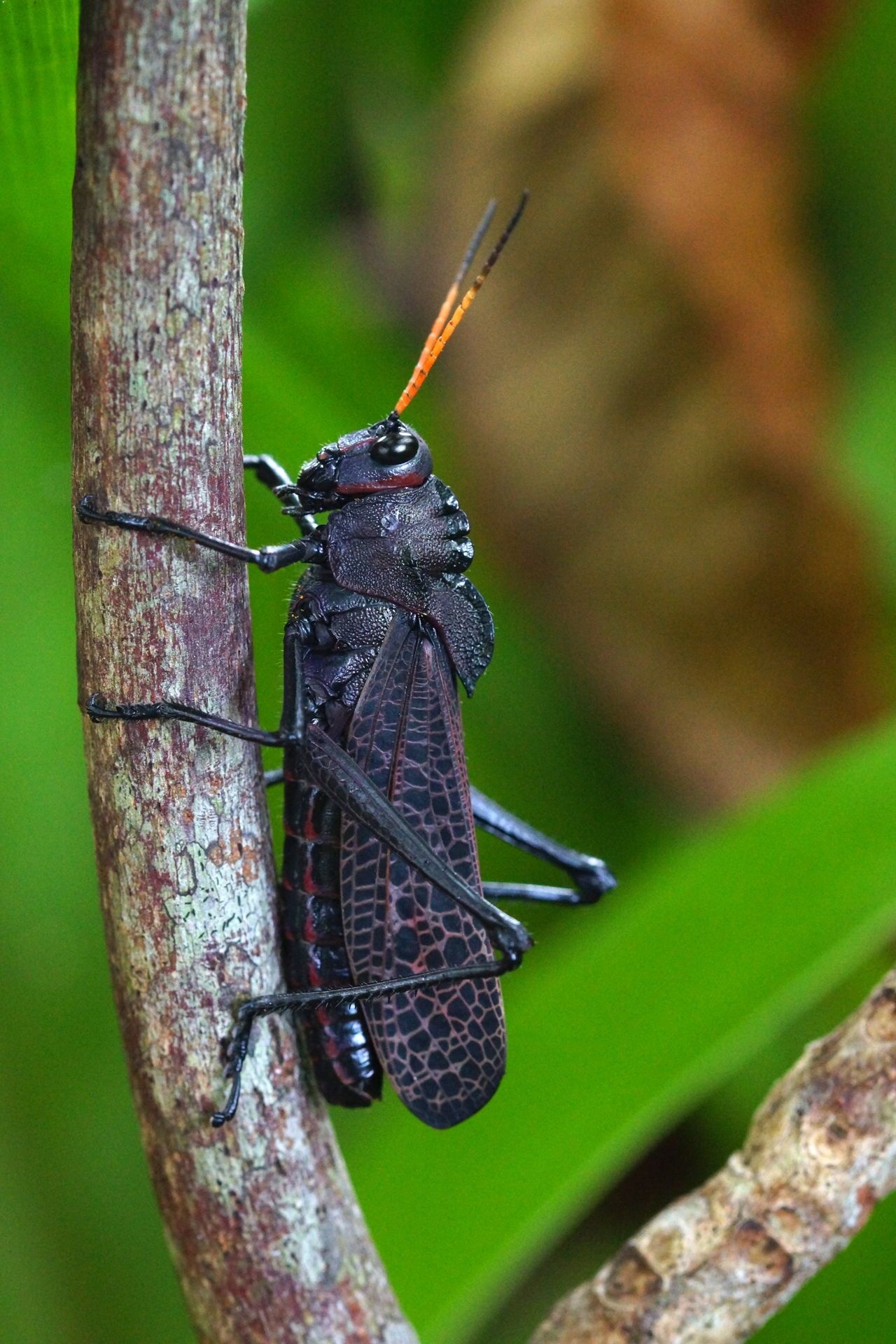 The giant red-winged, Grasshoppers Wallpaper, 1280x1920 HD Phone