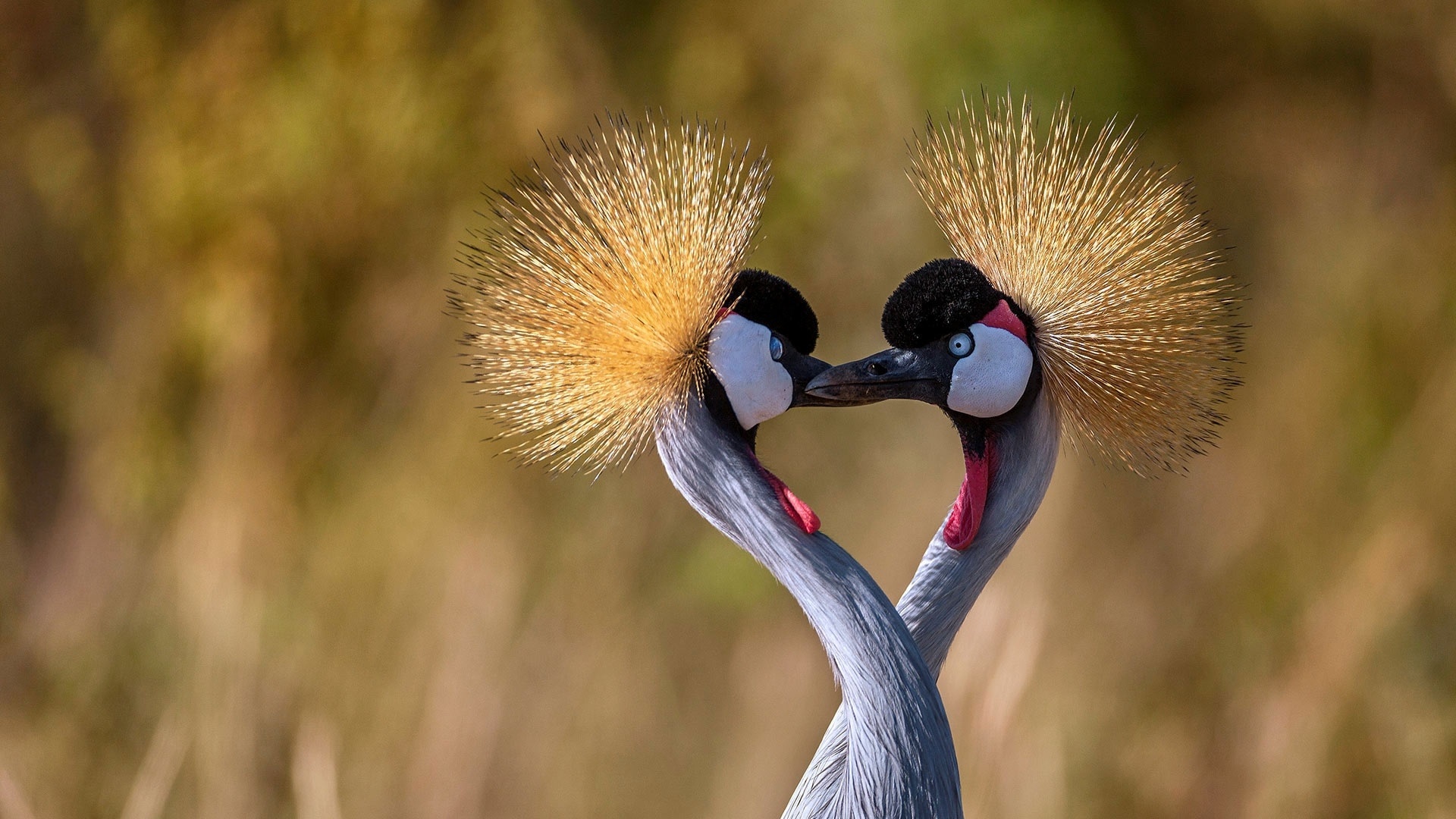 Crane wallpapers, Bird photography, Nature's marvel, Feathered beauty, 1920x1080 Full HD Desktop