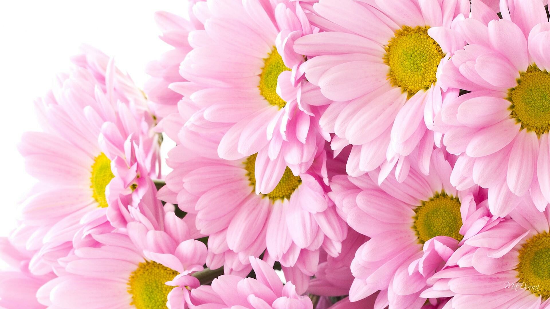 Pink chrysanthemums, HD wallpaper, Background image, Striking beauty, 1920x1080 Full HD Desktop