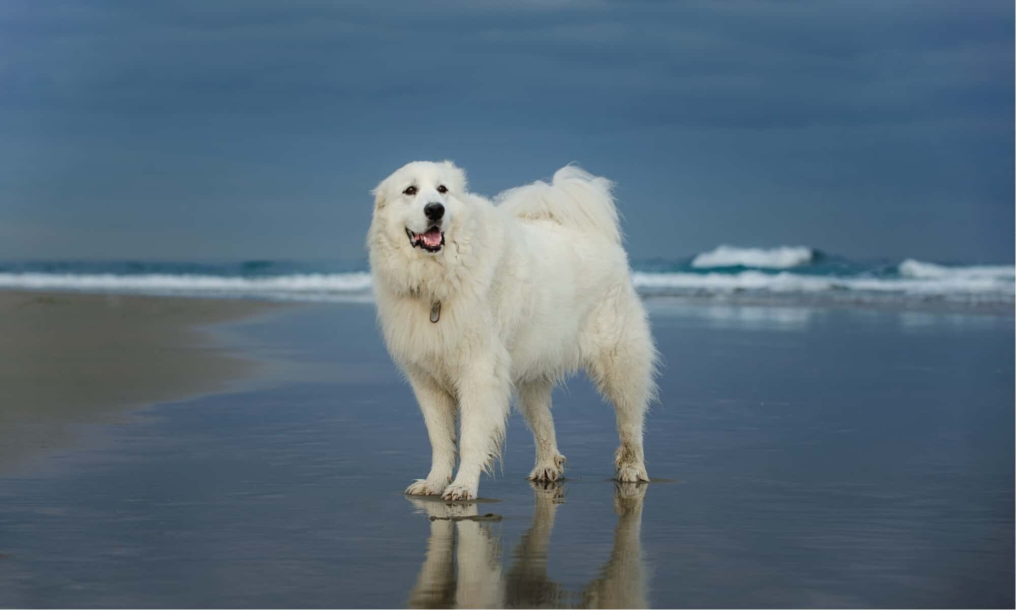 Beach, Great Pyrenees Wallpaper, 2000x1200 HD Desktop