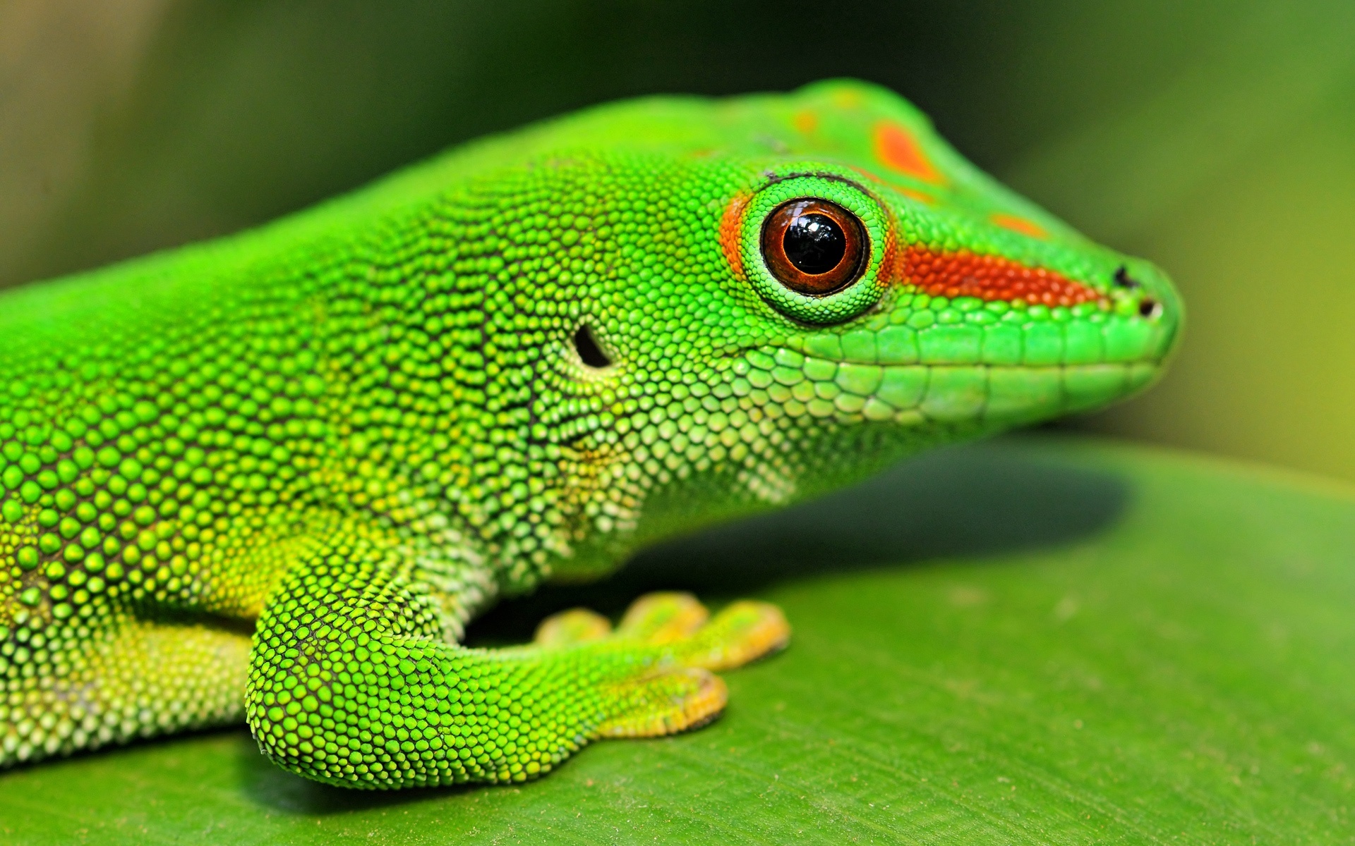 Gecko beauty, Exotic reptile, Captivating patterns, Nature's wonder, 1920x1200 HD Desktop