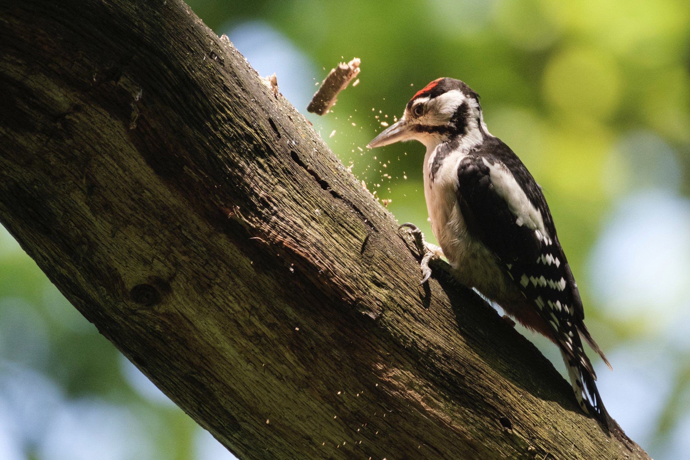 Woodpecker, Animals, HD Wallpaper, Nature, 2250x1500 HD Desktop