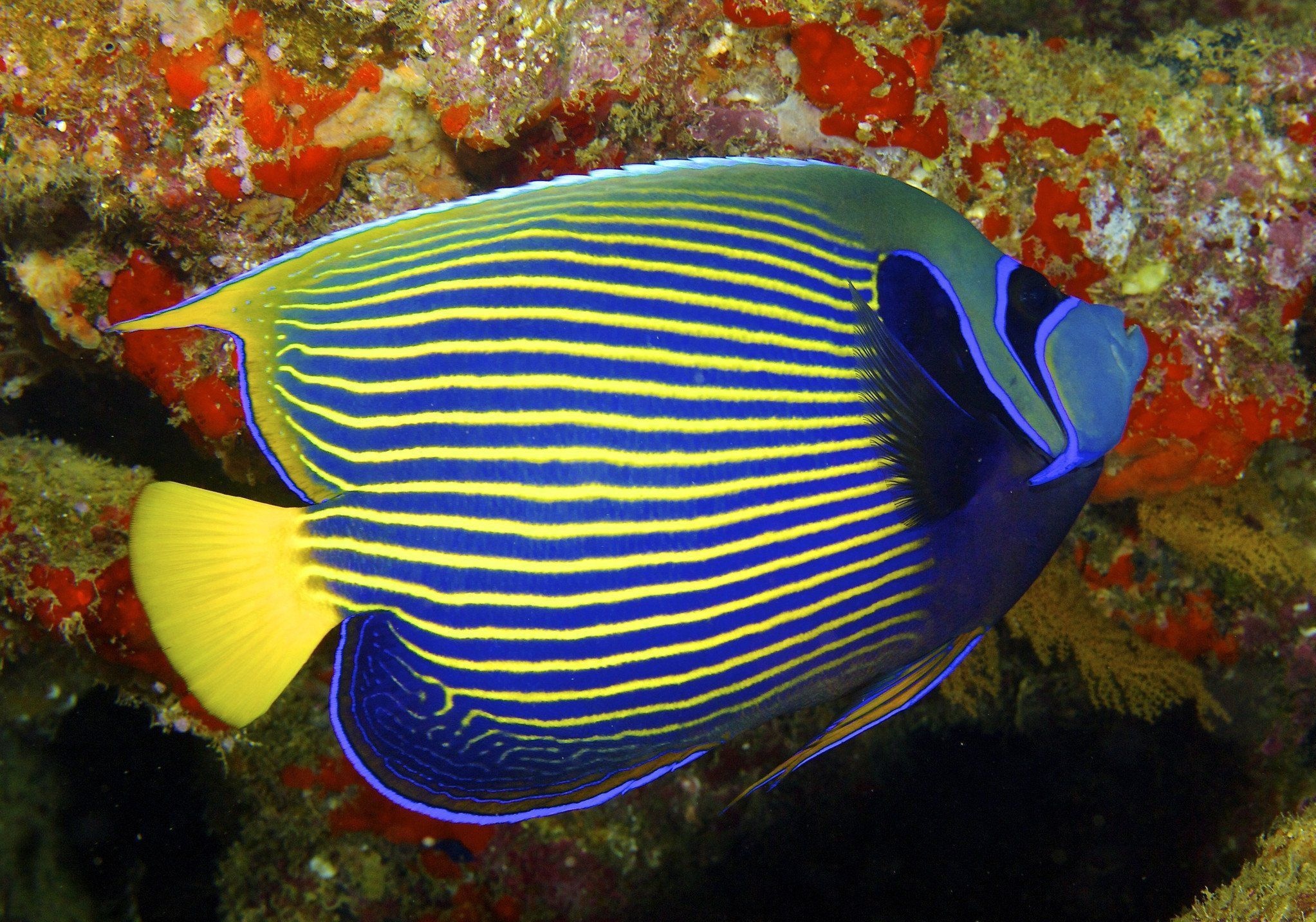 Angelfish for desktop, Stunning wallpapers, Aquatic beauty, Captivating screens, 2050x1440 HD Desktop