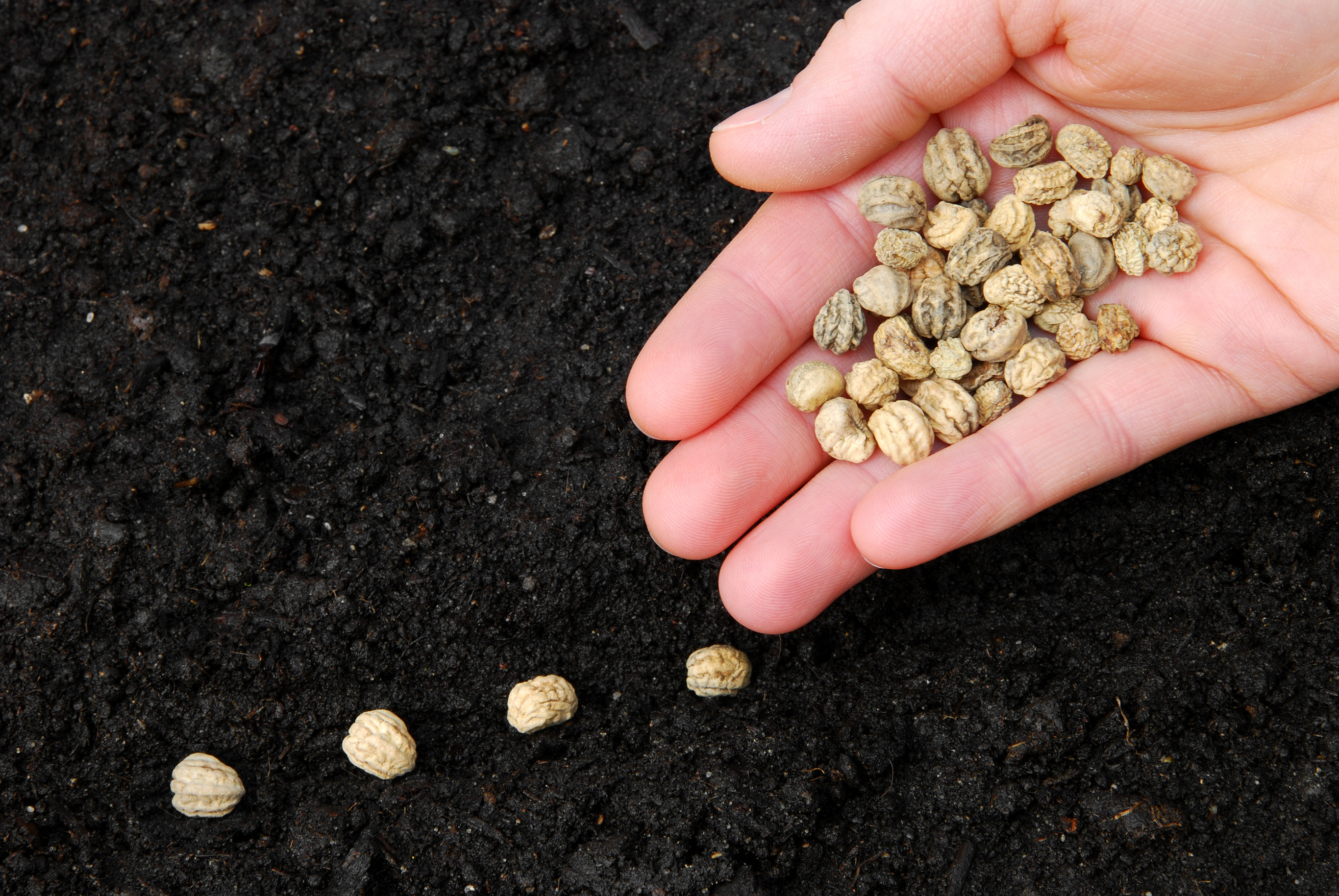 Food seed wallpapers, Desktop-worthy, Mouthwatering visuals, Appetizing, 2740x1830 HD Desktop