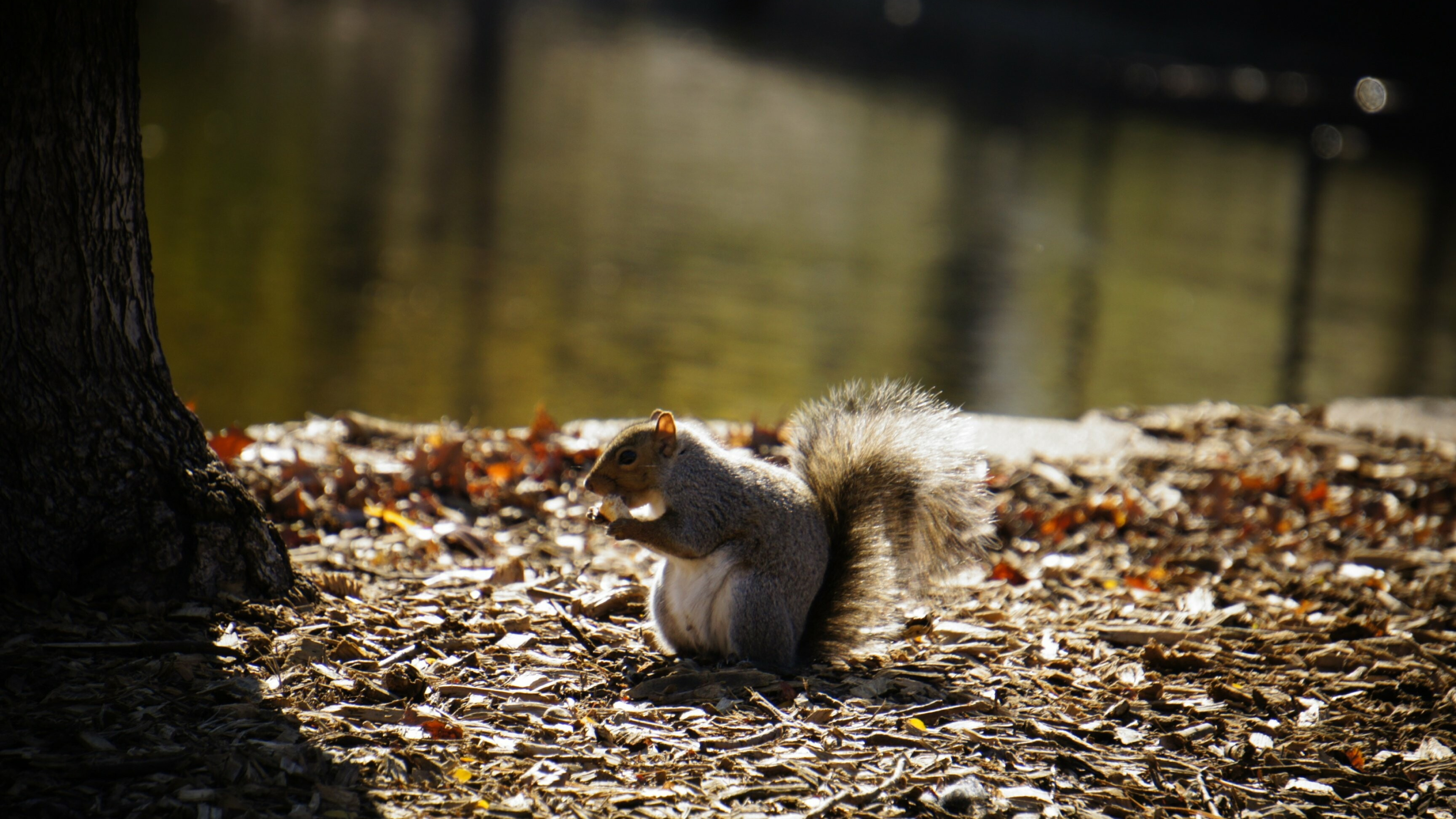 Ultra HD squirrel, Stunning desktop background, 4K nature scenery, Photographic masterpiece, 3840x2160 4K Desktop