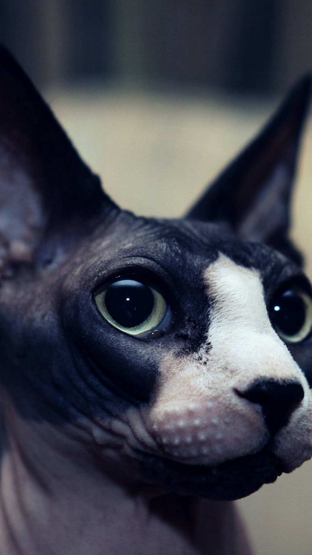 Sphynx Cat, Full HD wallpapers, Subtle elegance, Captivating charm, 1080x1920 Full HD Phone