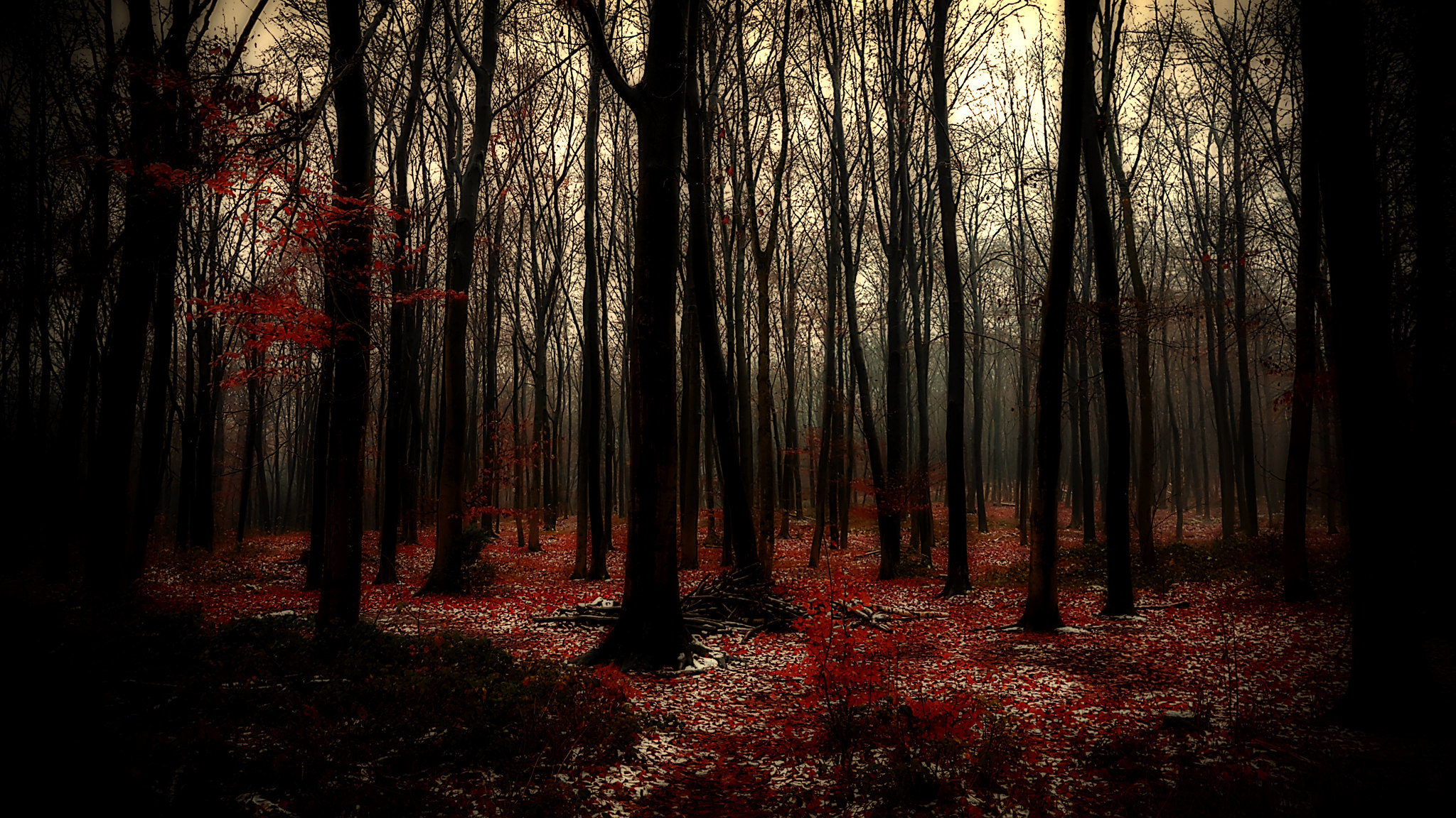 blood red fallen leaves, bare dark tree trunks, misty gloomy forest, HD Desktop wallpaper