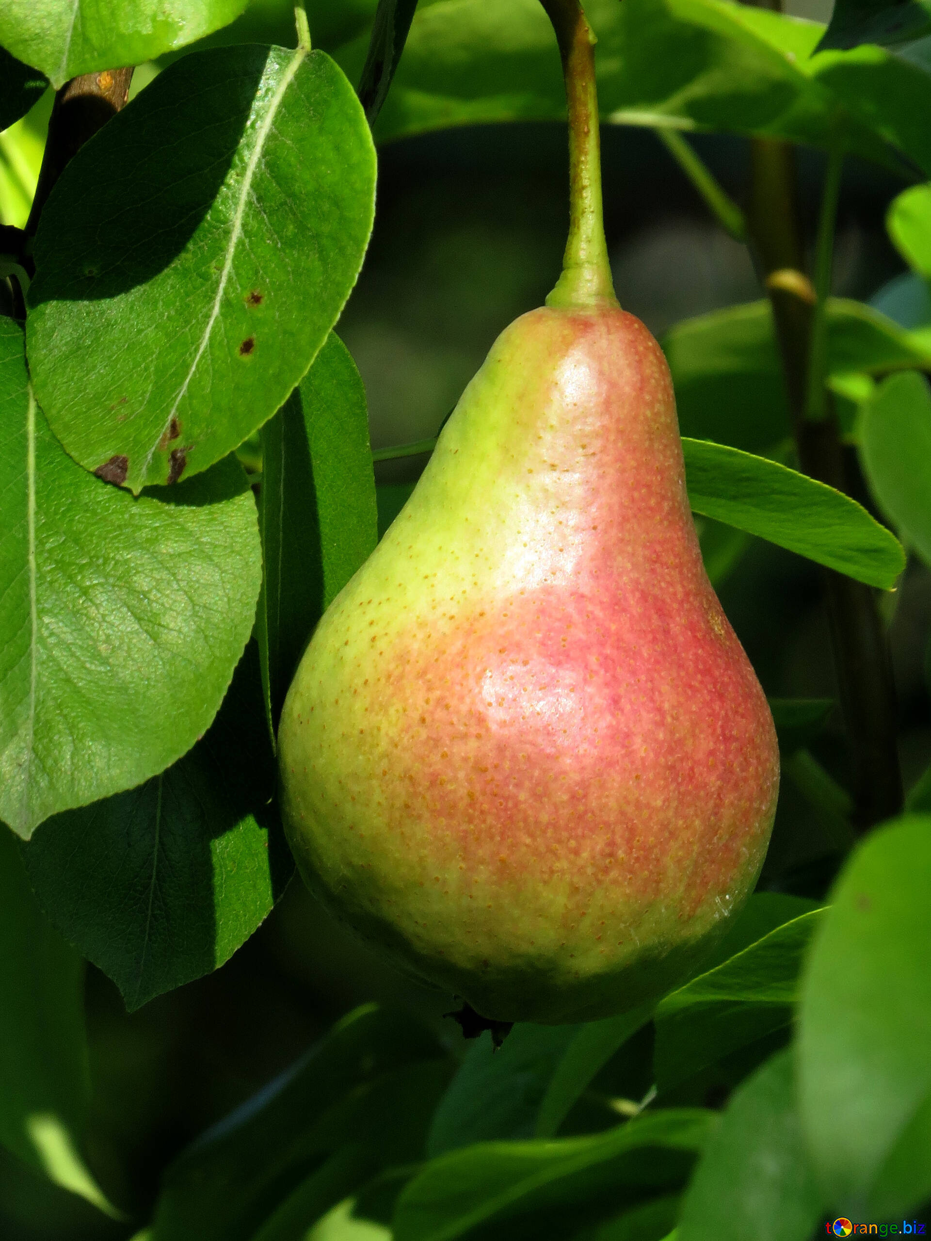 Tree, Pear Wallpaper, 1920x2560 HD Phone