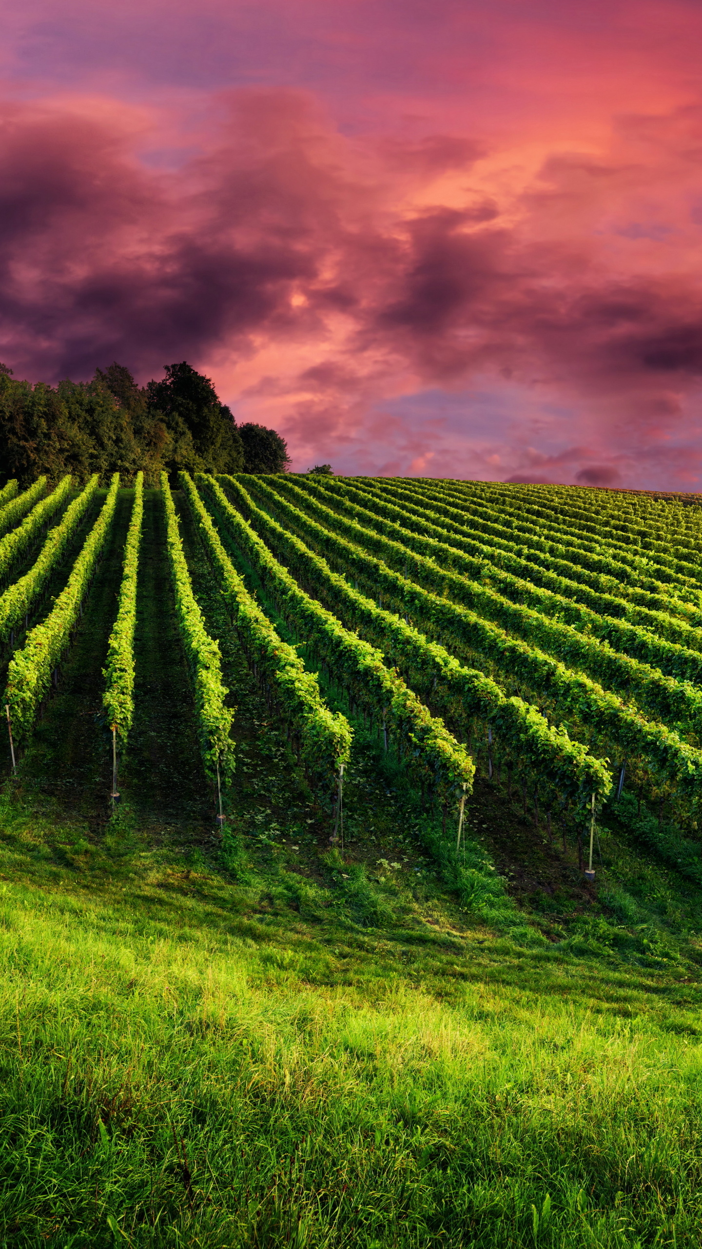 Vineyard, Wine country, Grapevines, Lush greenery, 1440x2560 HD Phone