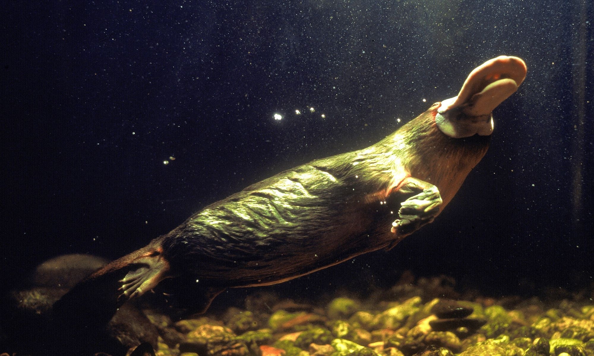 HD platypus wallpapers, 4K resolution, Stunning backgrounds, Cute aquatic creatures, 2000x1200 HD Desktop