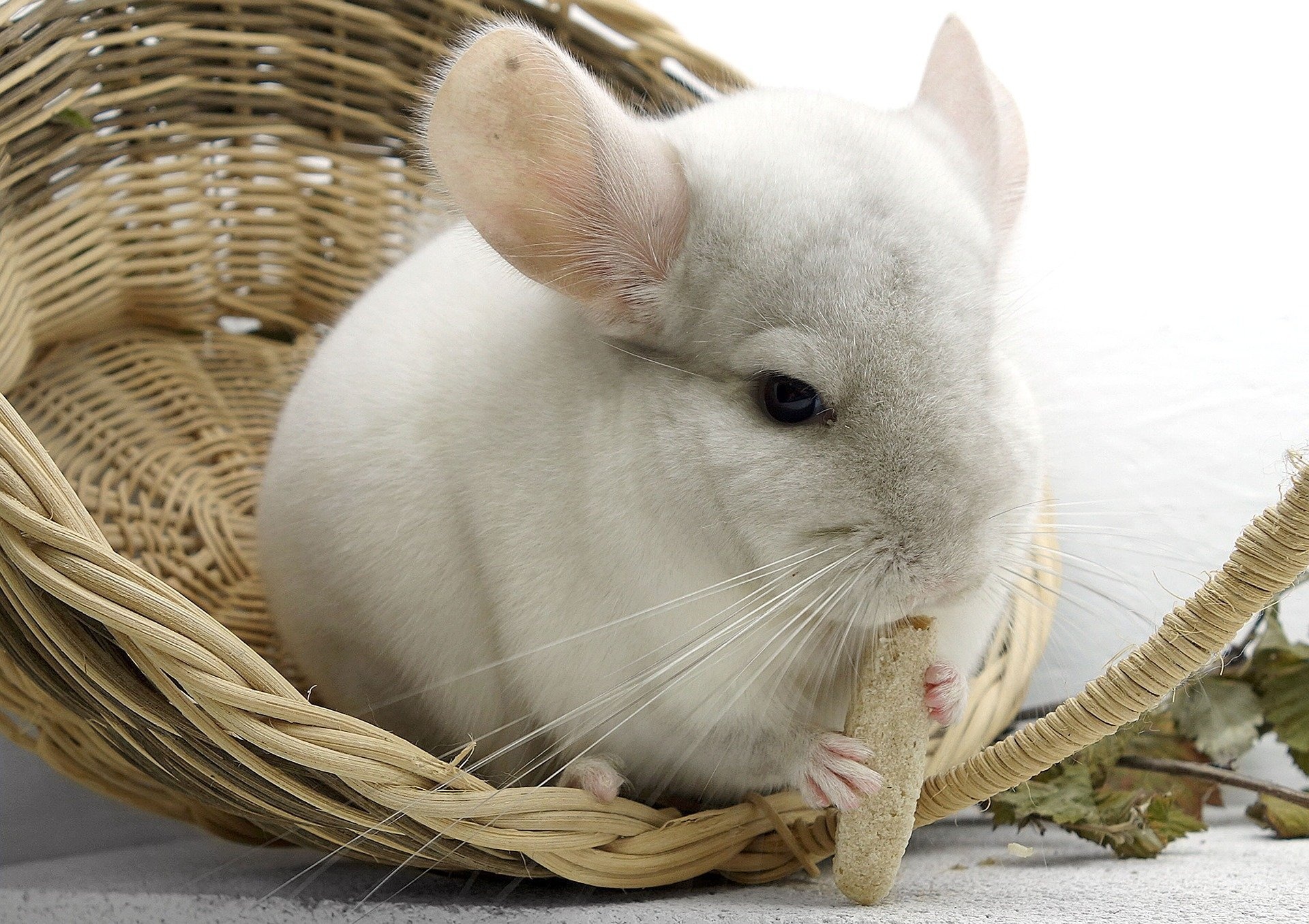 Chinchilla close-ups, Fluffy pets, Rodent companions, Cute and cuddly, 1920x1360 HD Desktop