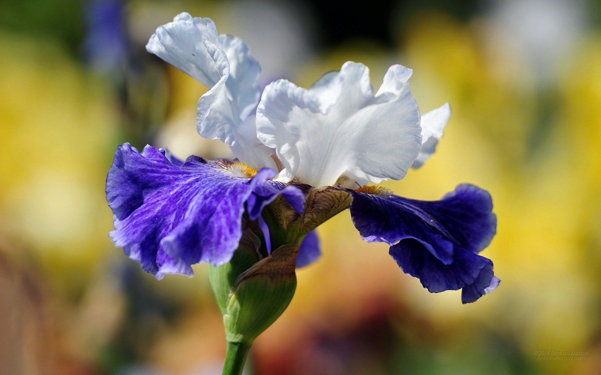 47+ Iris Flower Wallpaper 1920x1200