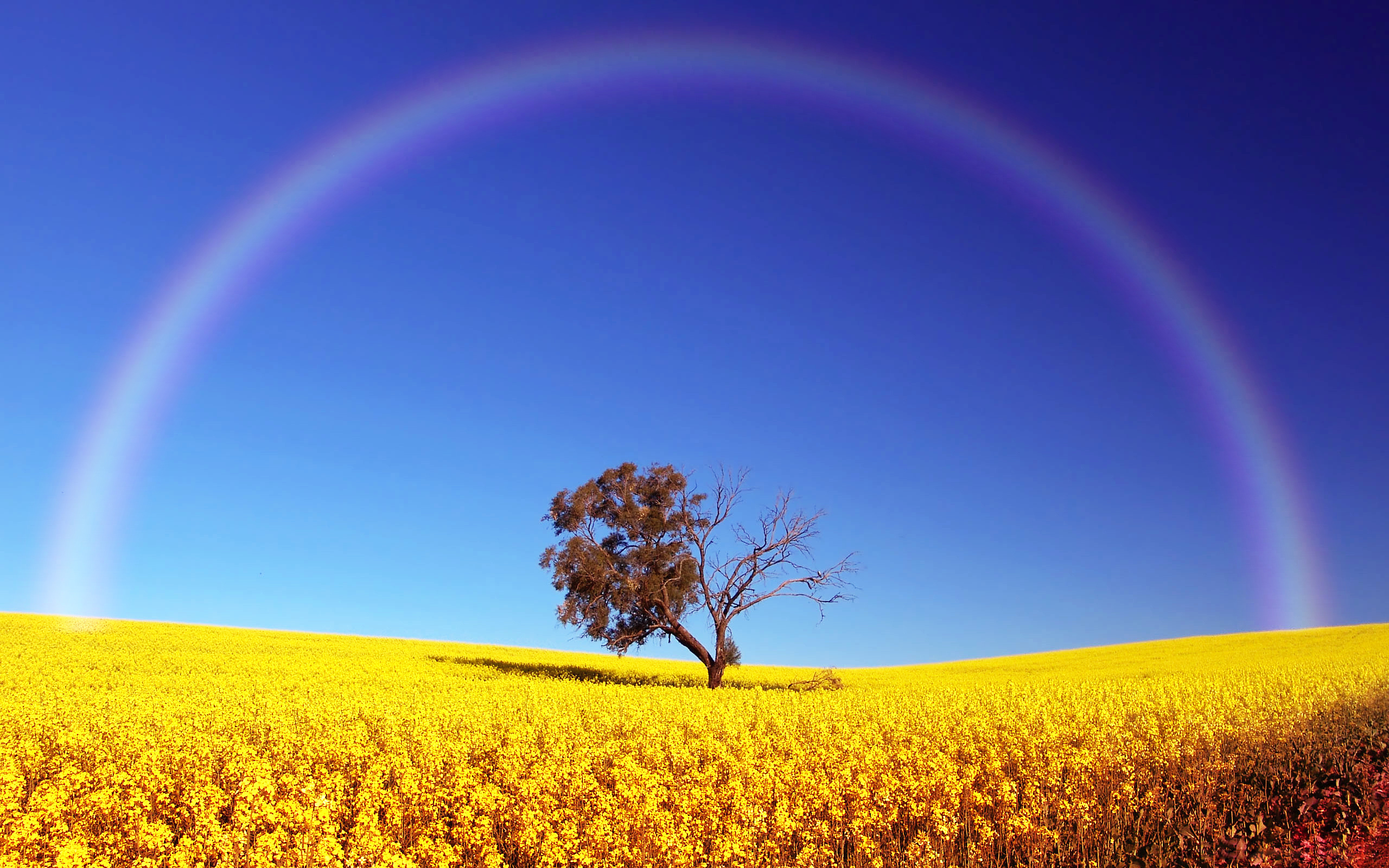 Full arch rainbow, Blooming canola field, Lone tree on horizon, HD Desktop wallpaper