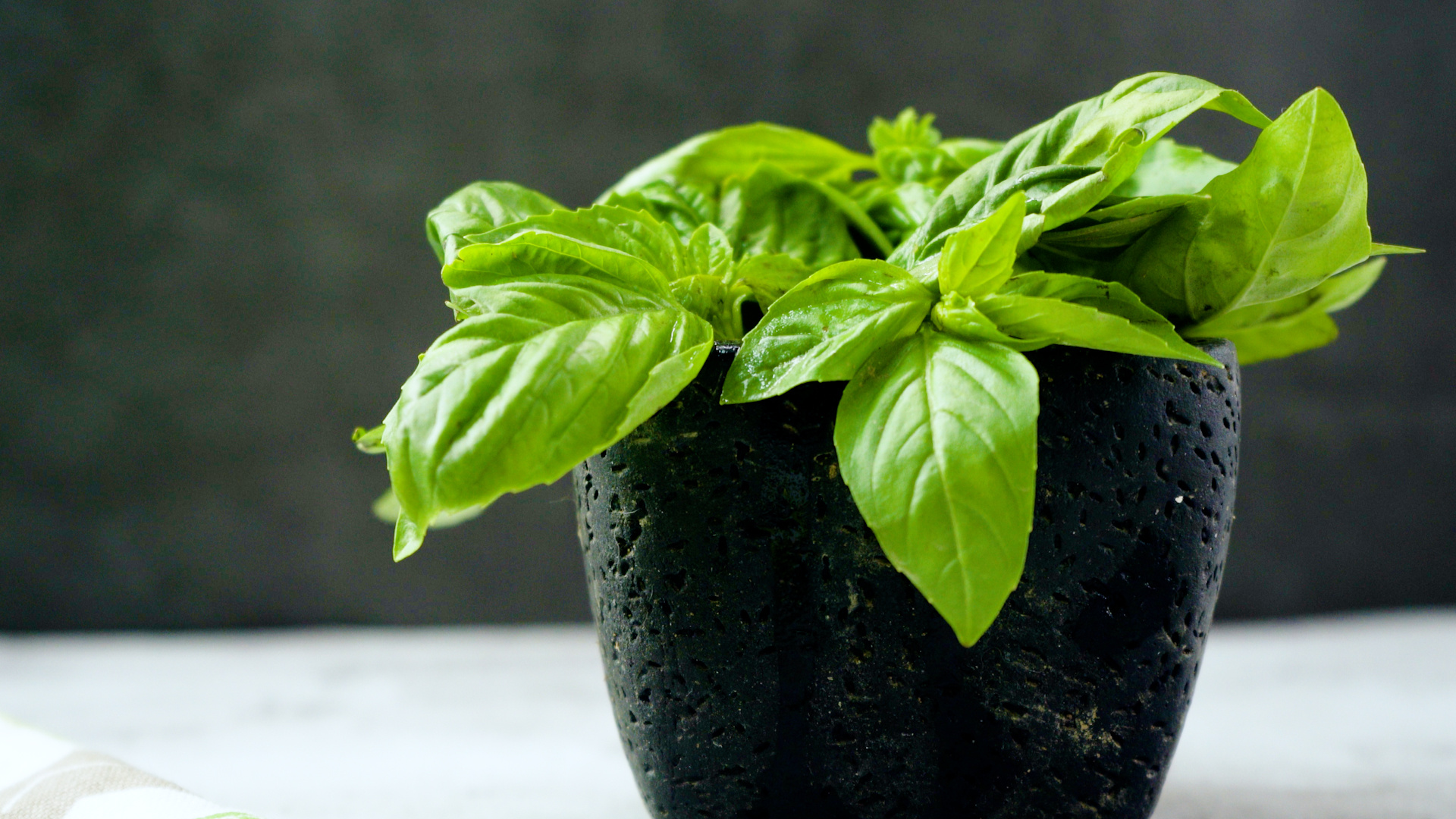 Frisches basilikum lagern, Wikihow, Basil plant, Food, 1920x1080 Full HD Desktop