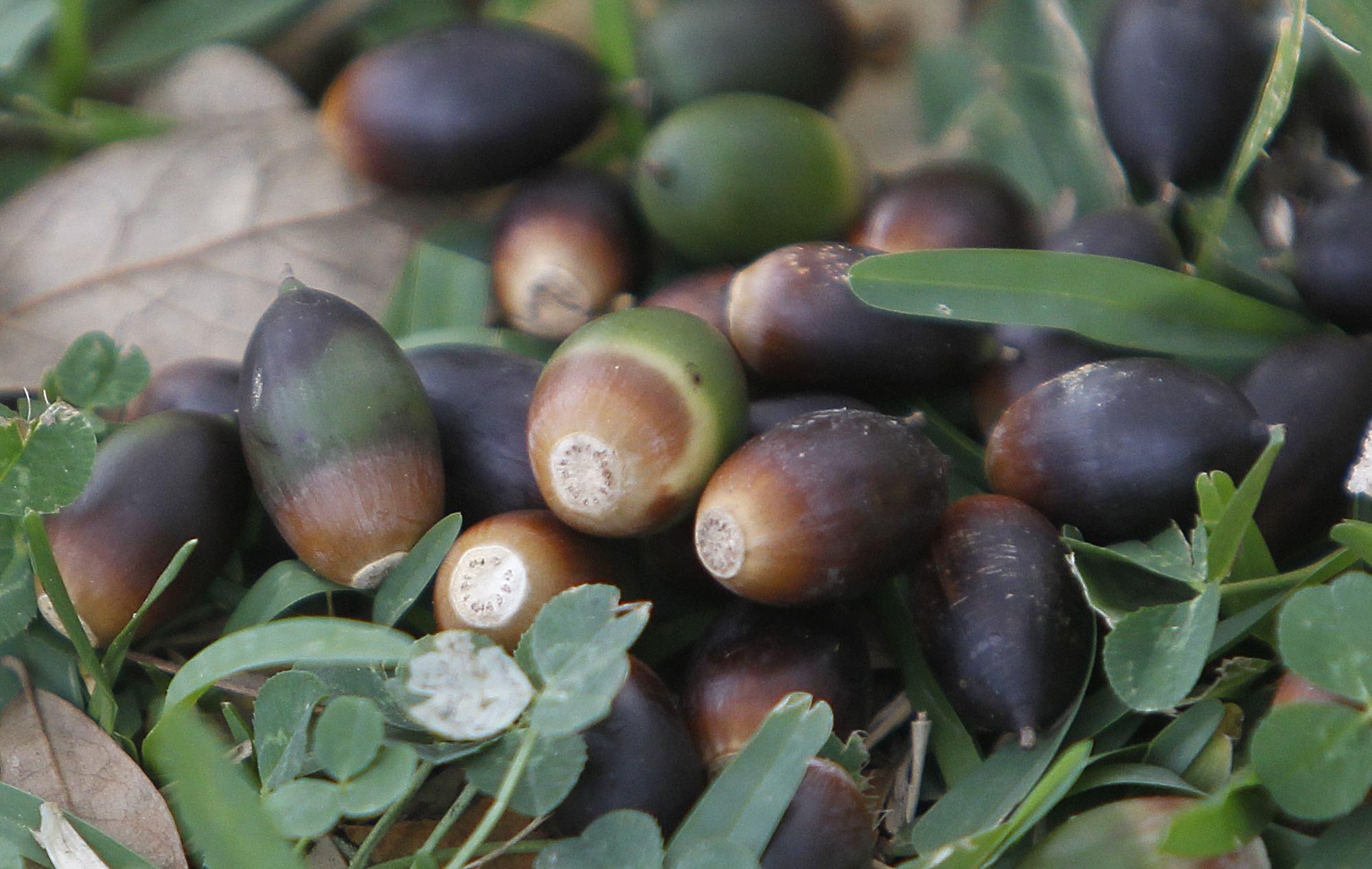 Drought, Deluge of acorns, Southeast Texas, Spurred, 2000x1270 HD Desktop