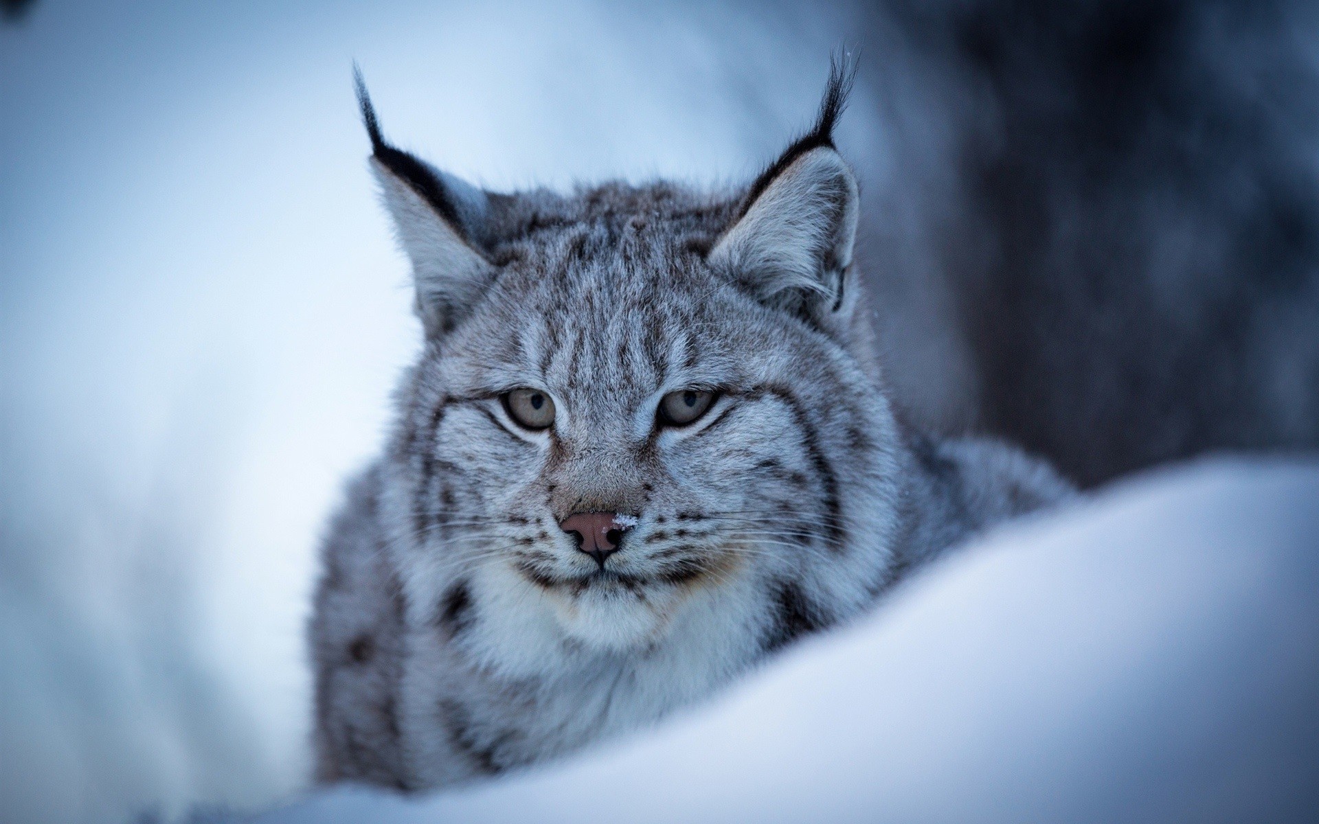 Lynx wallpaper, Artistic portrayal, Stunning visuals, Eye-catching display, 1920x1200 HD Desktop