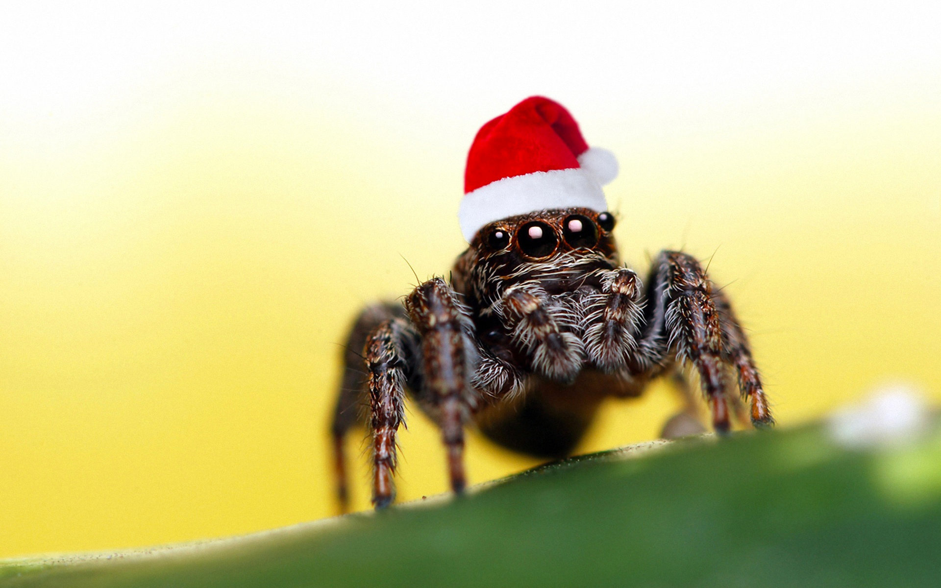 Spider wallpapers HD, Desktop backgrounds, Arachnid close-ups, Nature's art, 1920x1200 HD Desktop