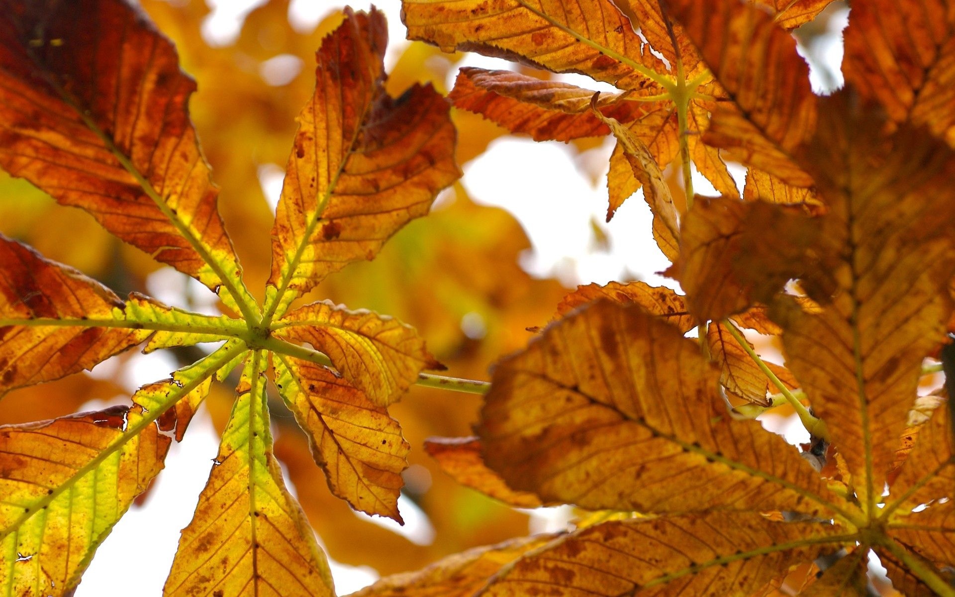 Chestnut tree, Nature, Tree bark, Leaves, 1920x1200 HD Desktop
