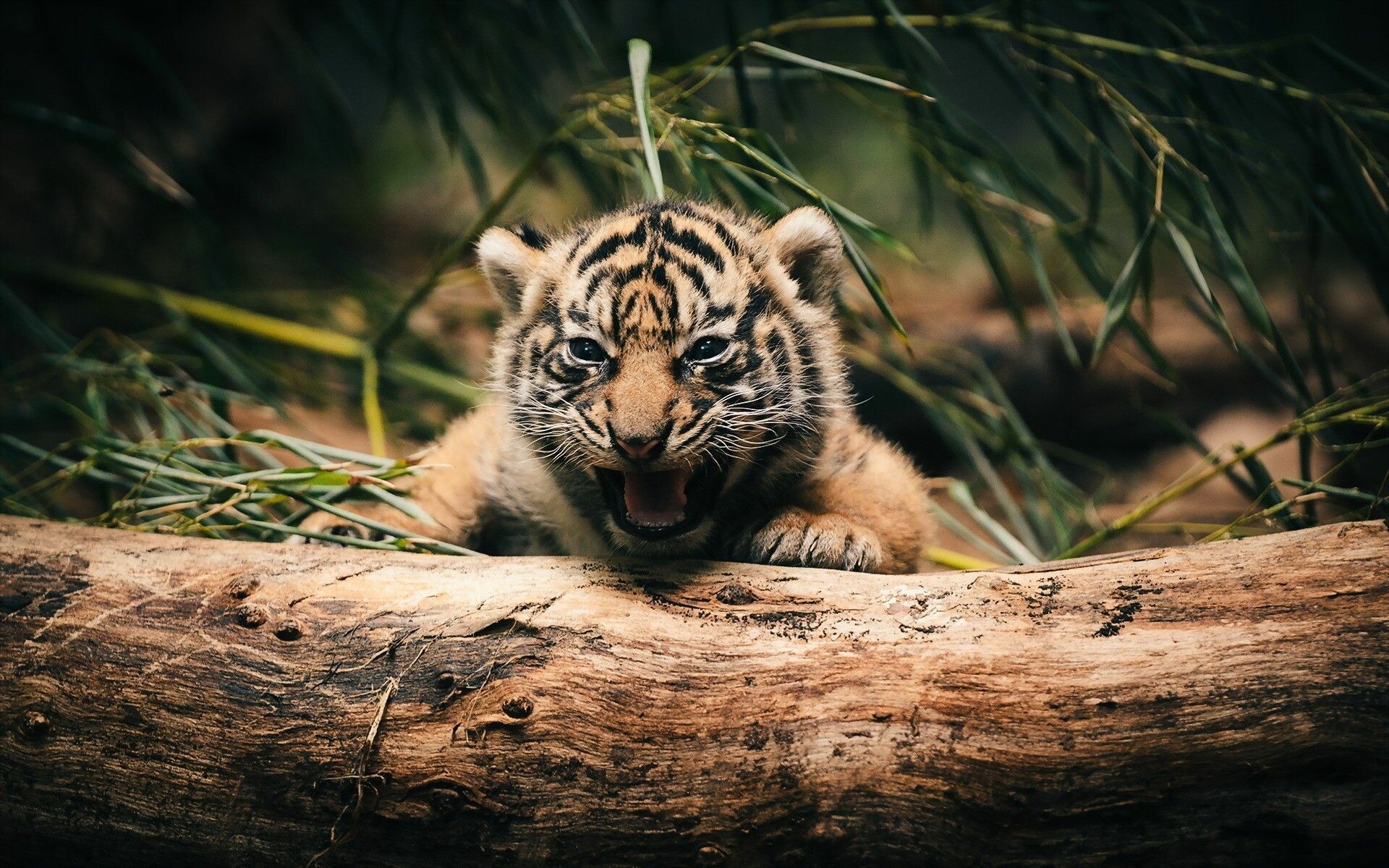 Tiger Cub, Animals, Wallpapers, Desktop, 1920x1200 HD Desktop