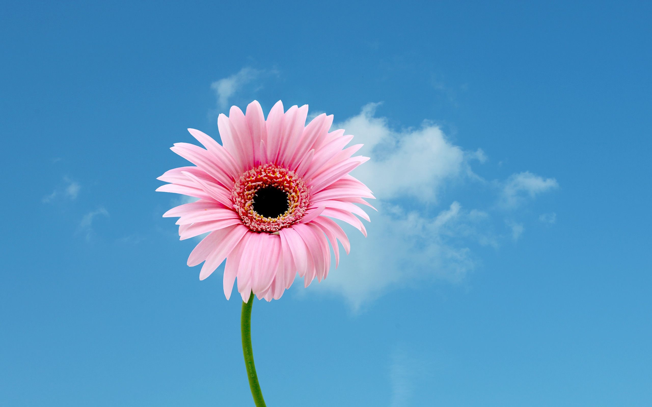 Pink daisy wallpapers, 4K HD quality, Stunning pink blooms, Nature's charm, 2560x1600 HD Desktop