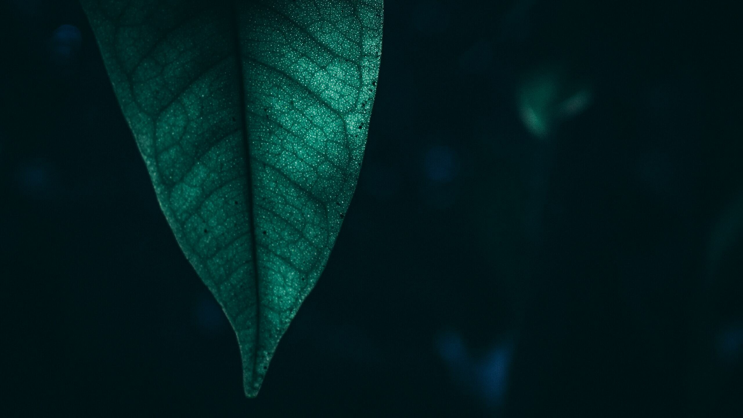 Green leaf macro, 4K resolution, Nature's details, Stunning close-ups, 2560x1440 HD Desktop