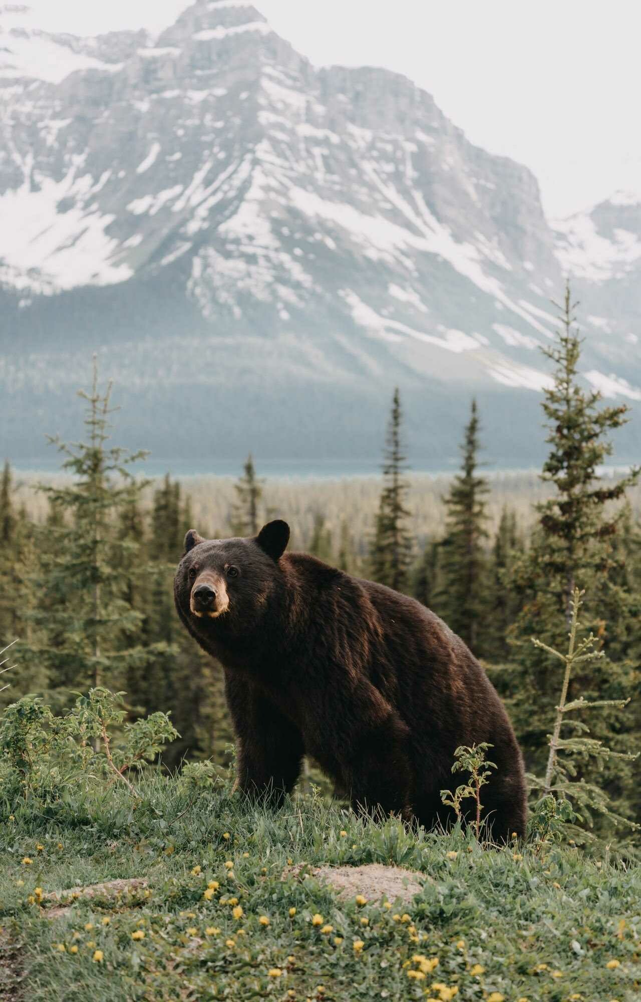 Bear wallpaper, iPhone backgrounds, High-definition, Stunning visuals, 1280x2000 HD Phone