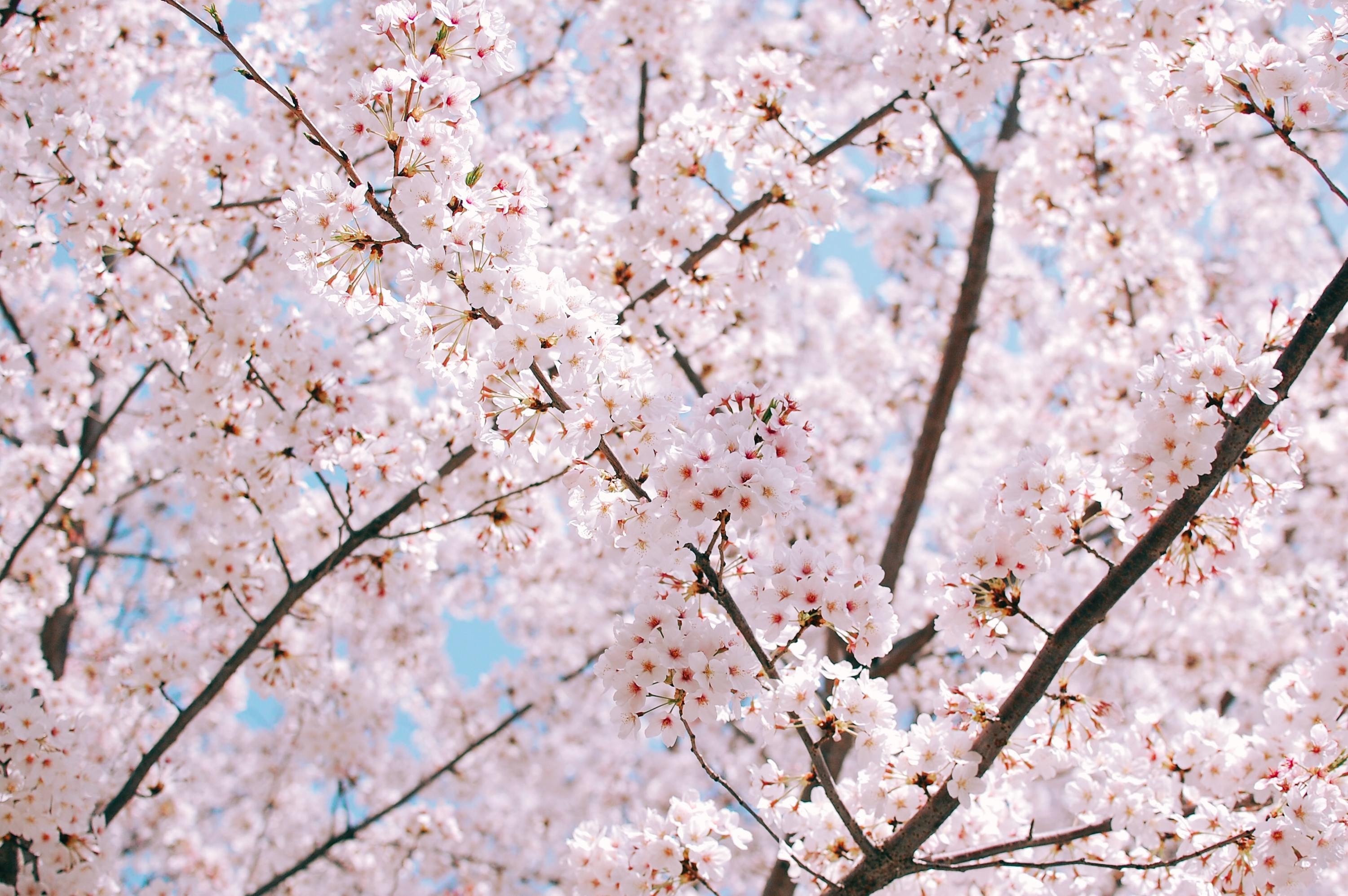 Pink sakura flowers, Blooming cherry blossom tree, Spring blue sky, HD Desktop wallpaper