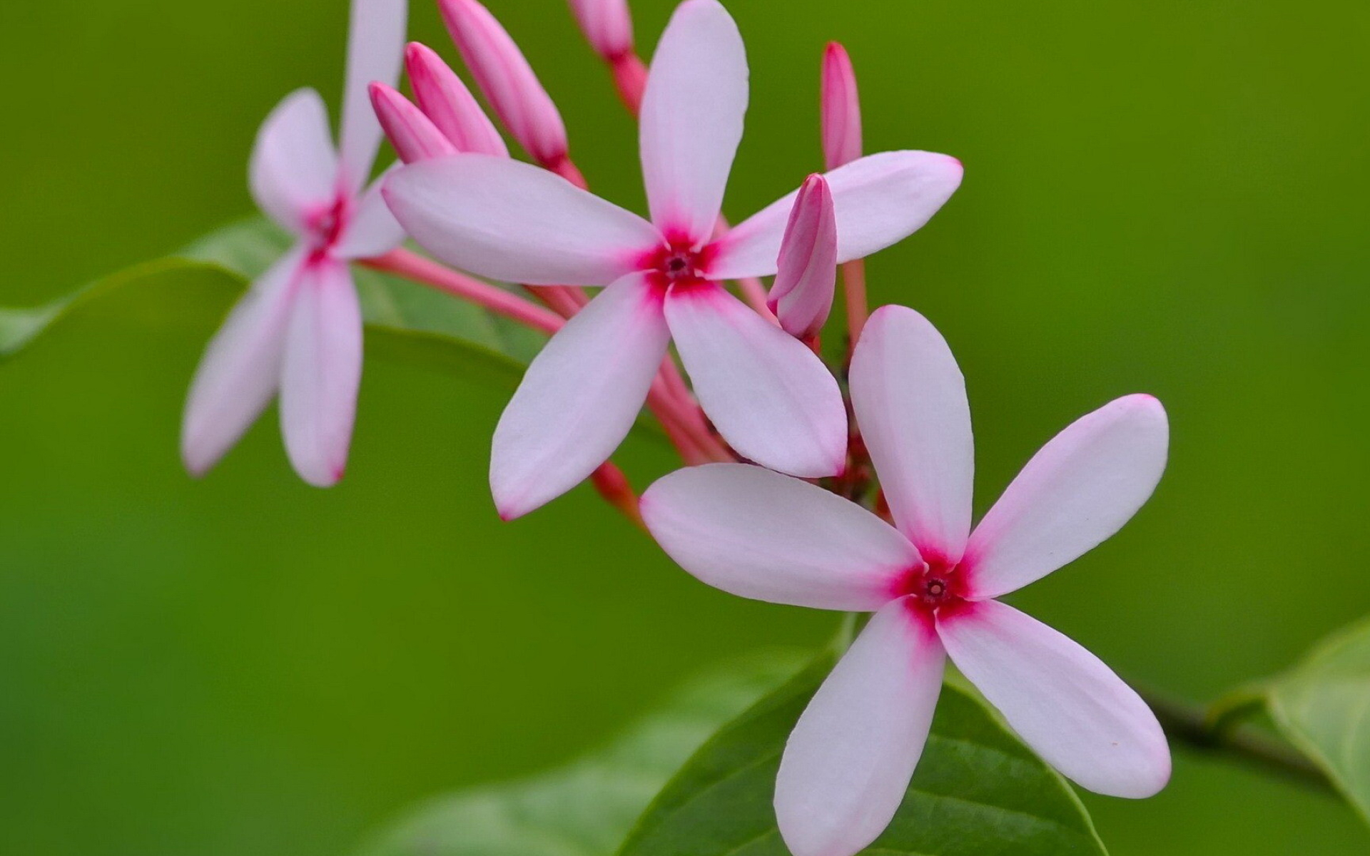 Kopsia, Plumeria Wallpaper, 1920x1200 HD Desktop