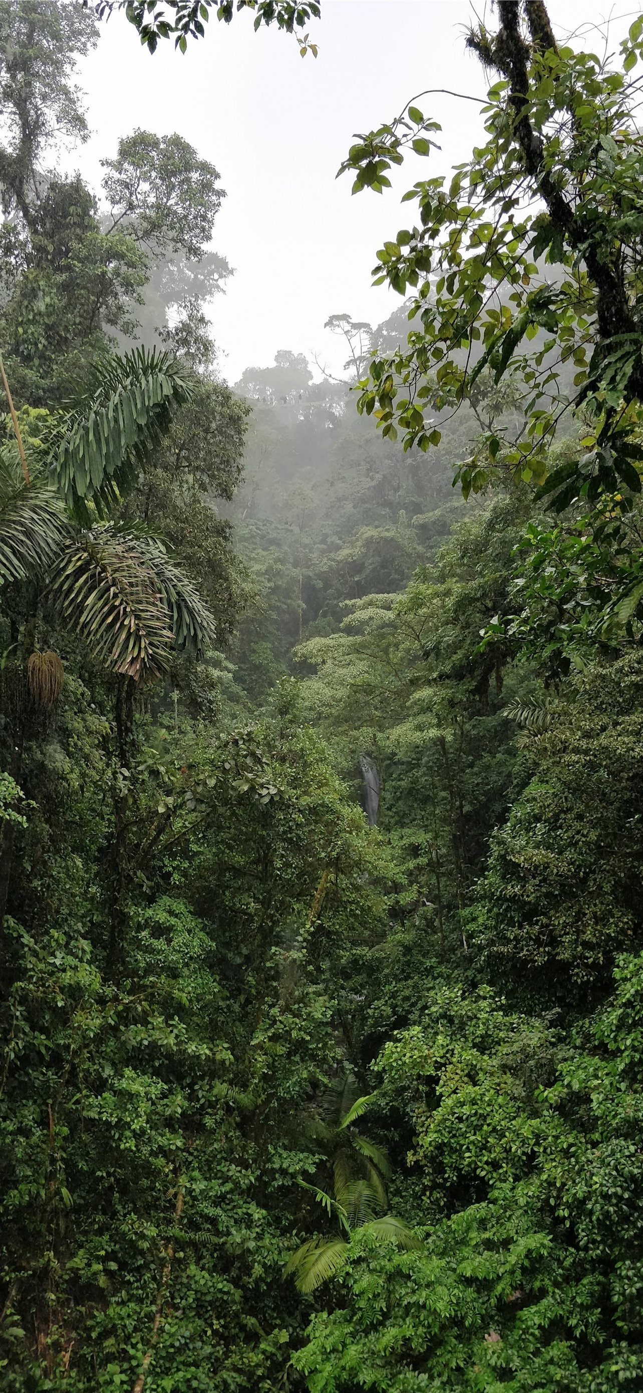 Carara National Park, Costa Rica Wallpaper, 1290x2780 HD Phone