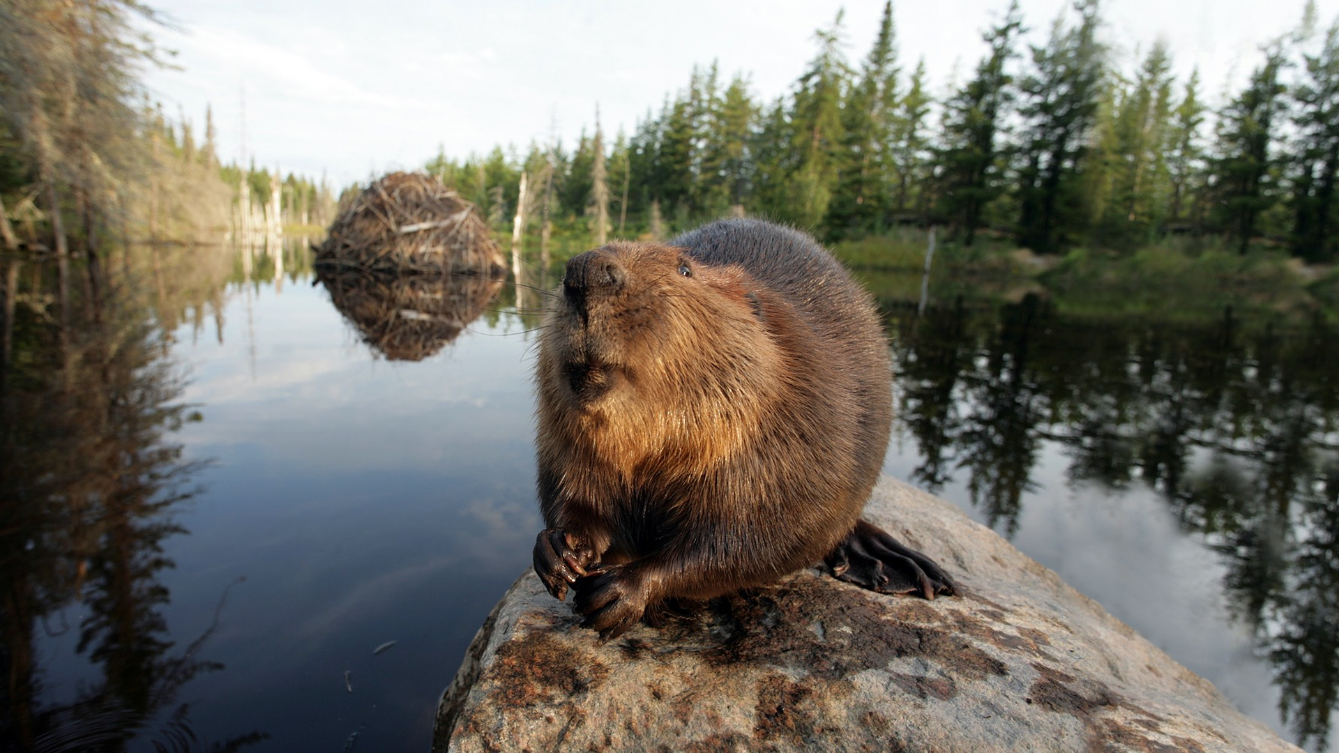 Forest river wallpaper, Lake stones, Nature download, Beaver habitat, 1920x1080 Full HD Desktop