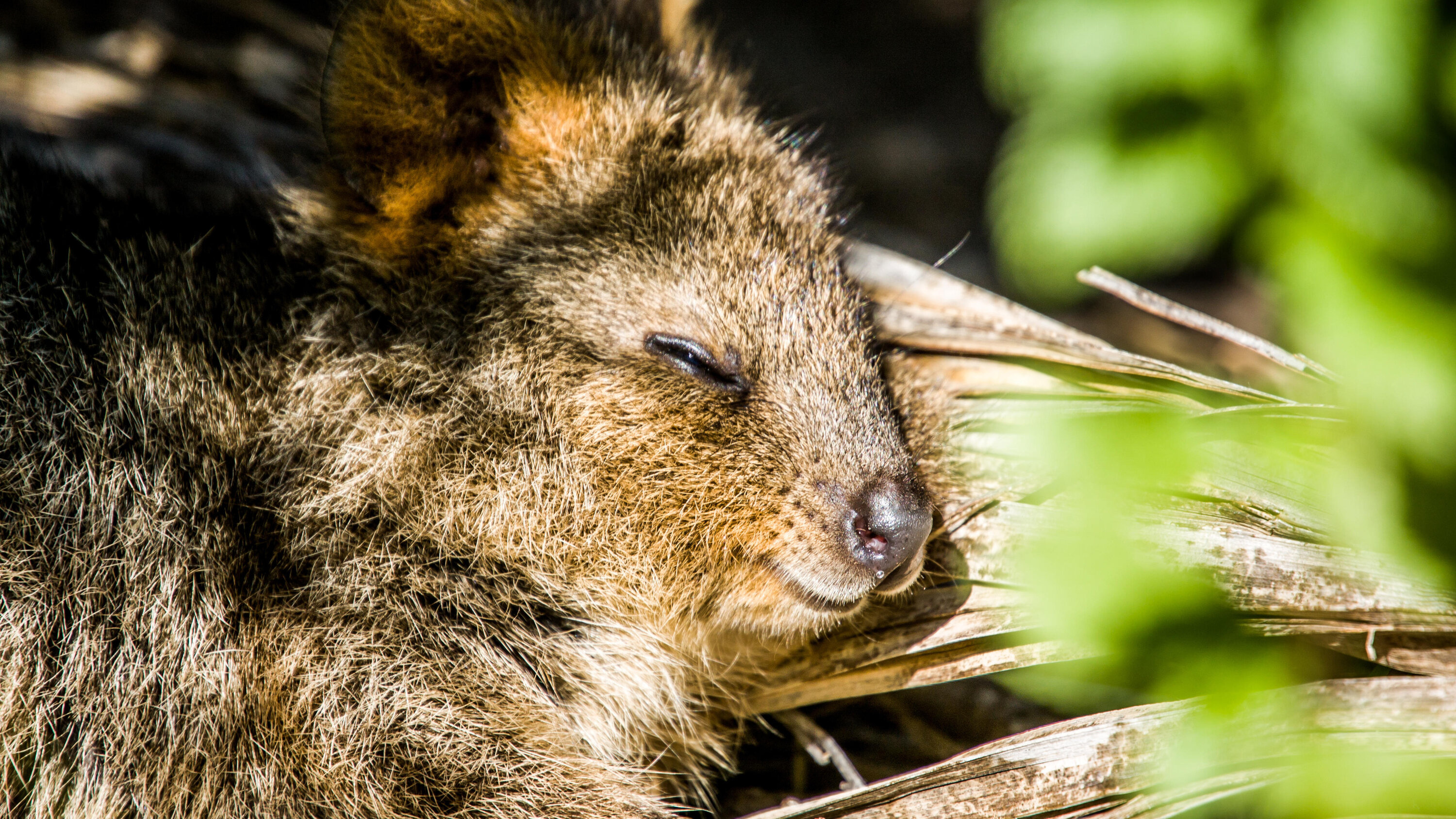 Quokka facts, Stranger than fiction, Quokka quirks, Animal trivia, 3000x1690 HD Desktop